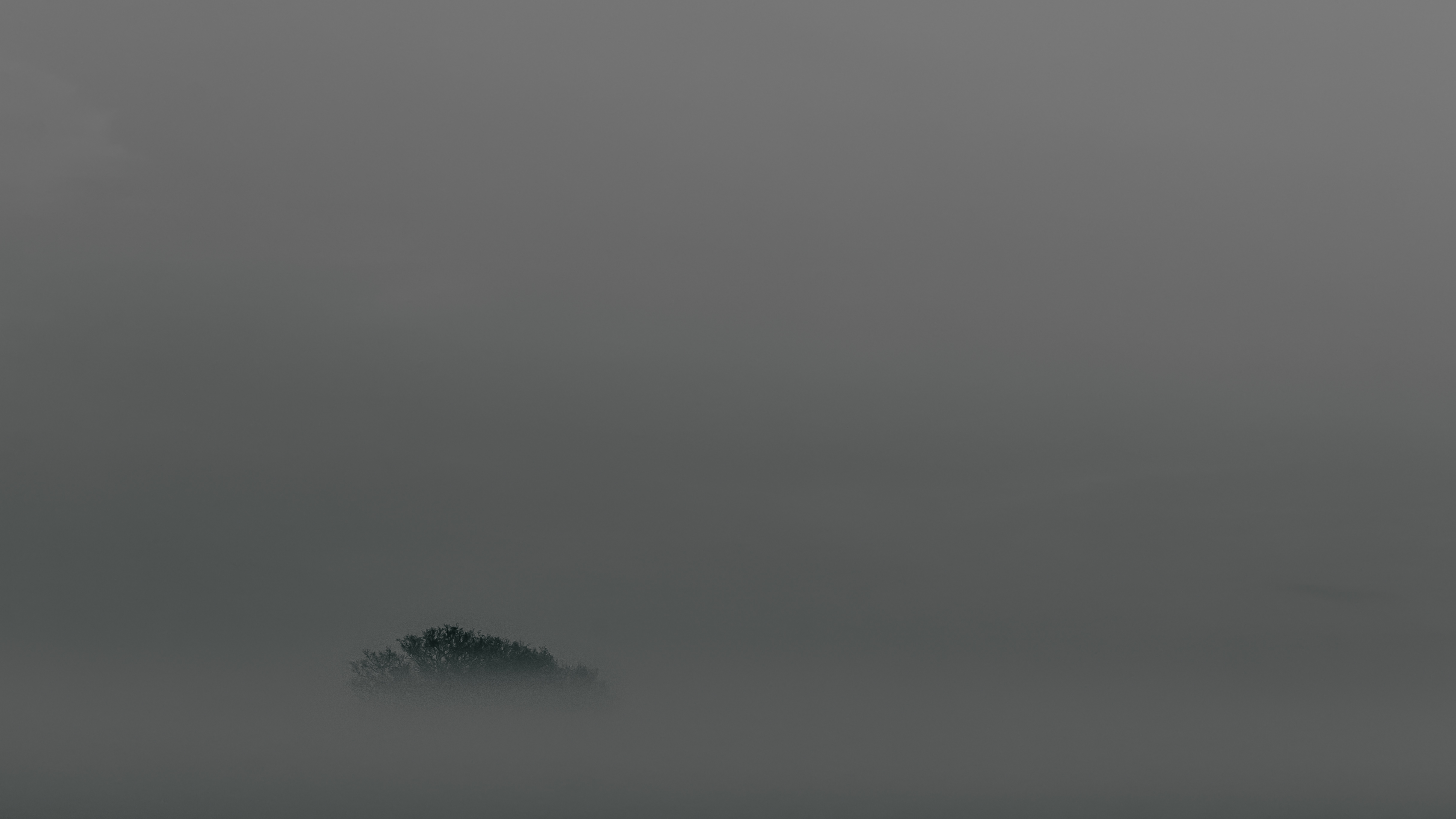 Download mobile wallpaper Fog, Top, Wood, Tree, Minimalism for free.