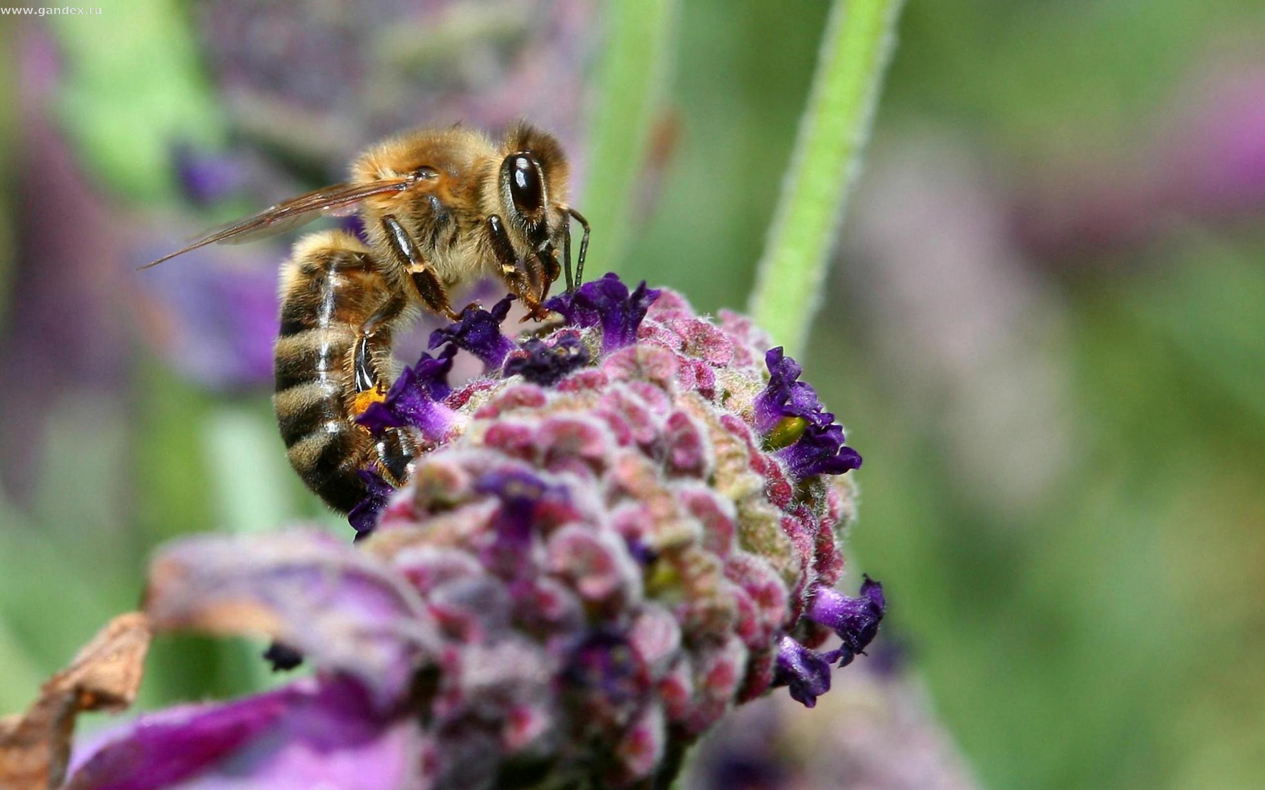 105424 завантажити картинку бджола, квітка, макро, макрос, поверхня, запилення - шпалери і заставки безкоштовно