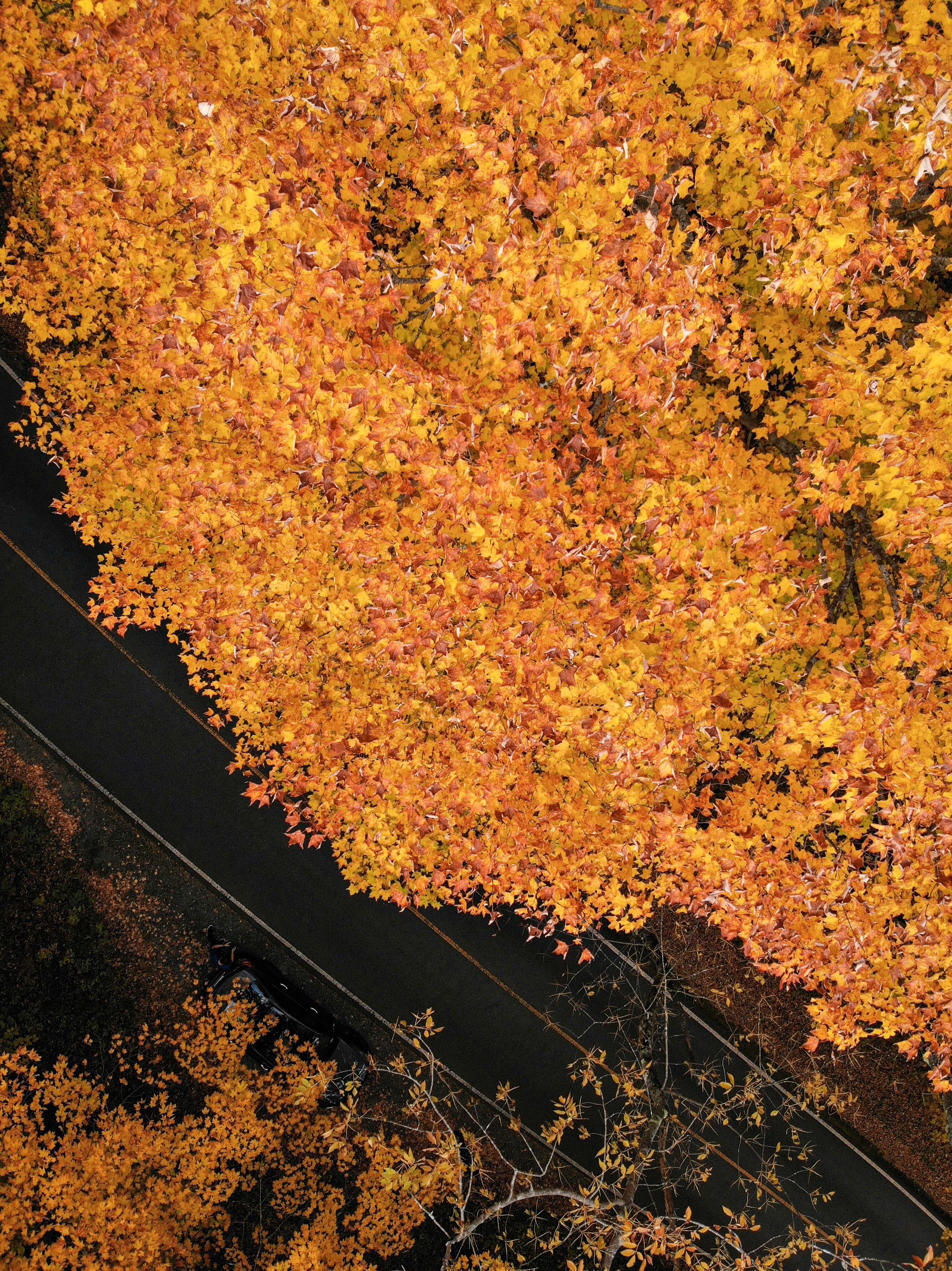 無料モバイル壁紙自然, 道路, 上から見る, 道, 木, 黄色, 秋をダウンロードします。