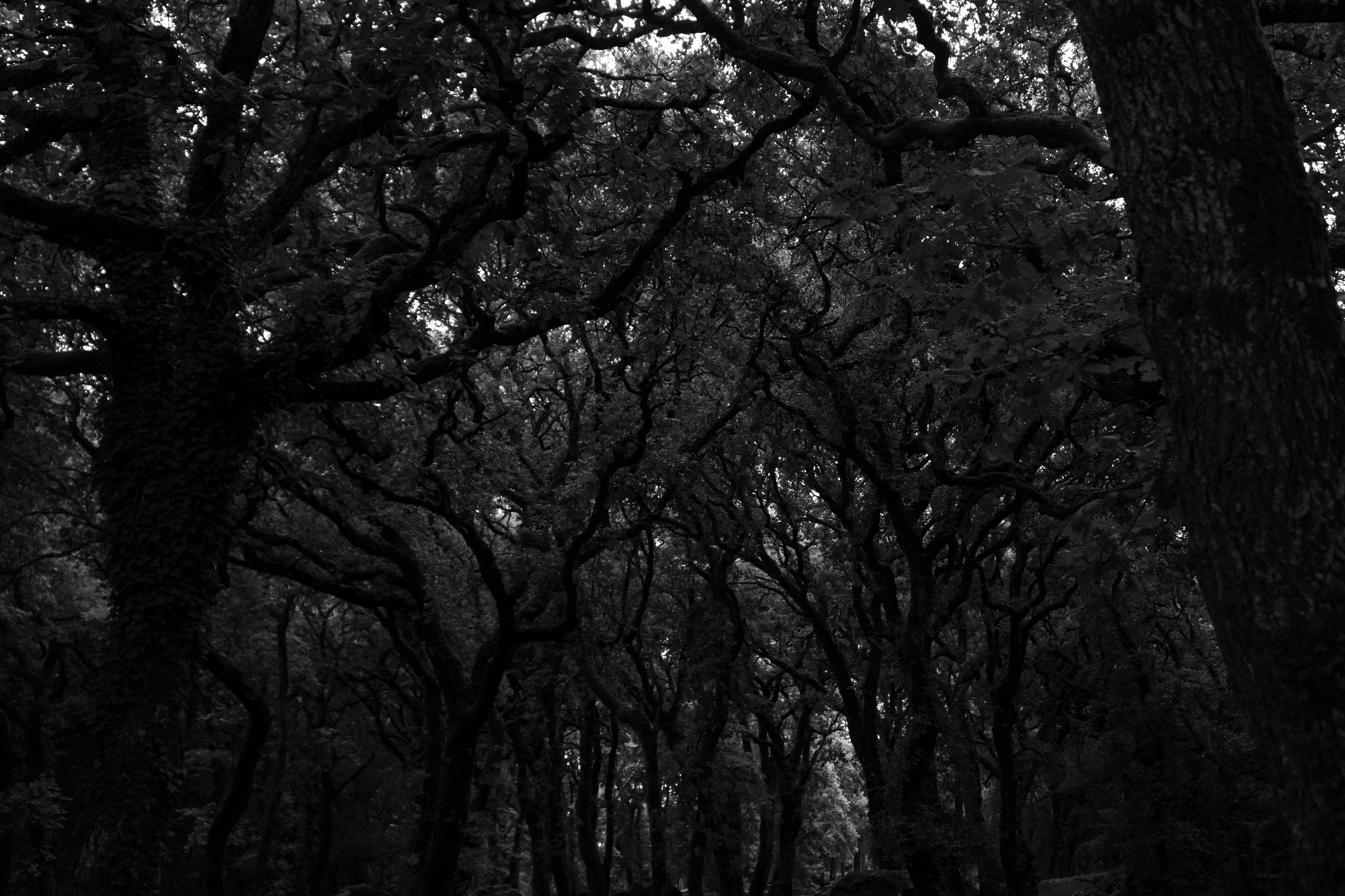 black, dark, trees, forest, bw, chb wallpapers for tablet