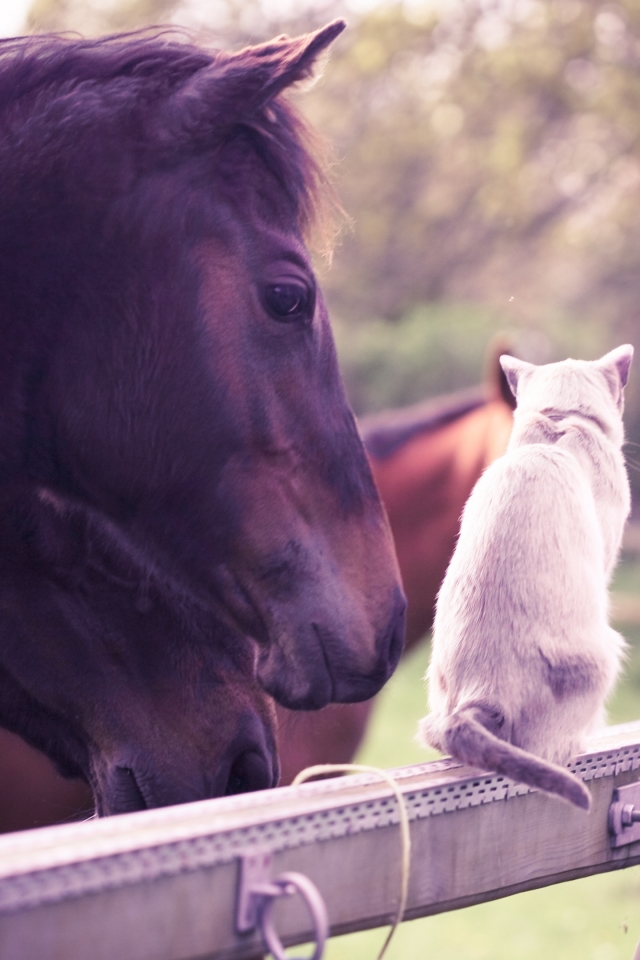 wallpapers animal, pets, horse