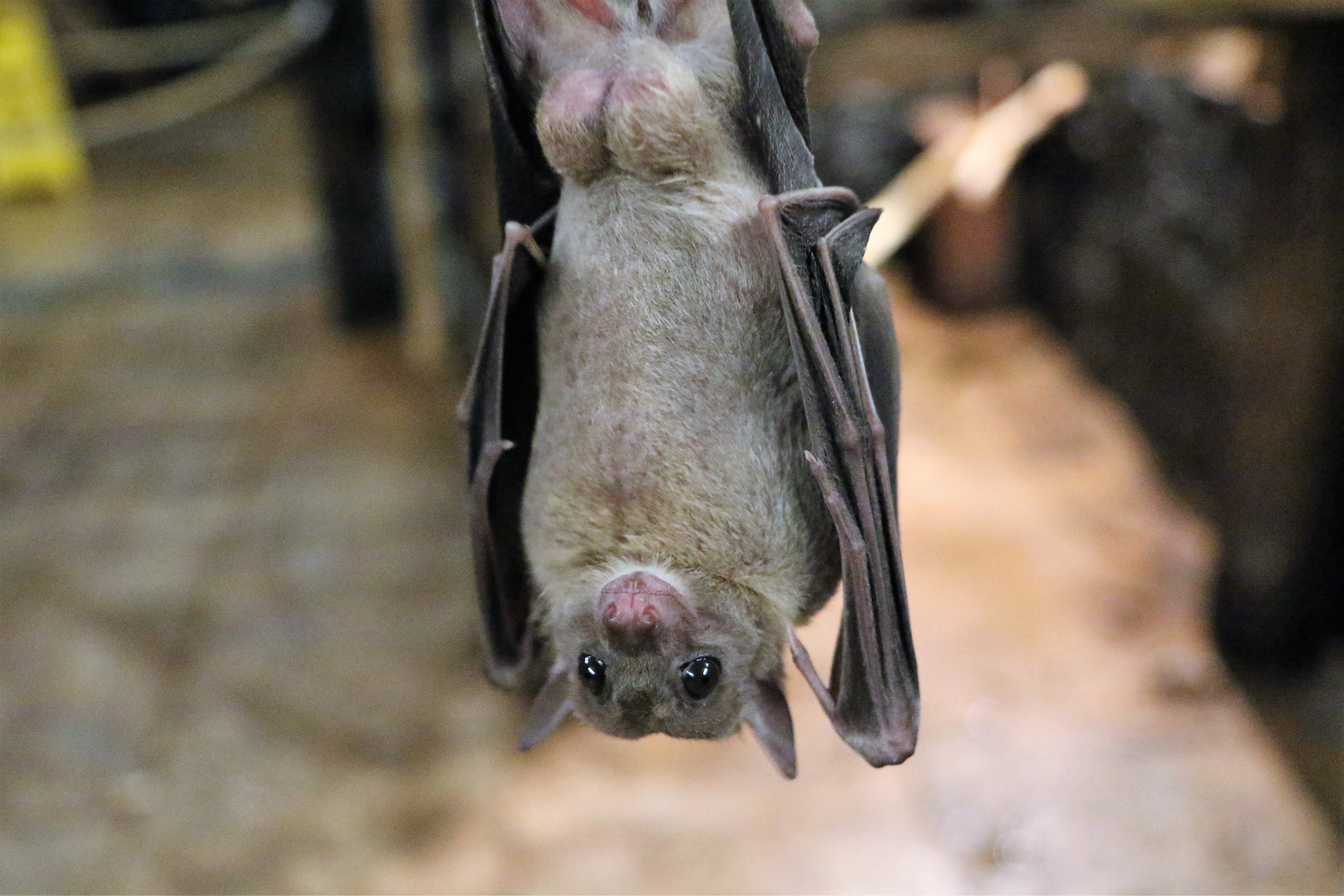 Best Bats mobile Picture