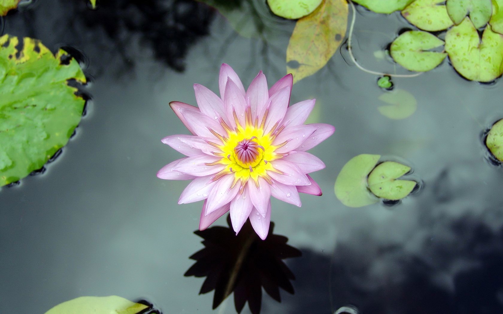 water lily, flowers, earth