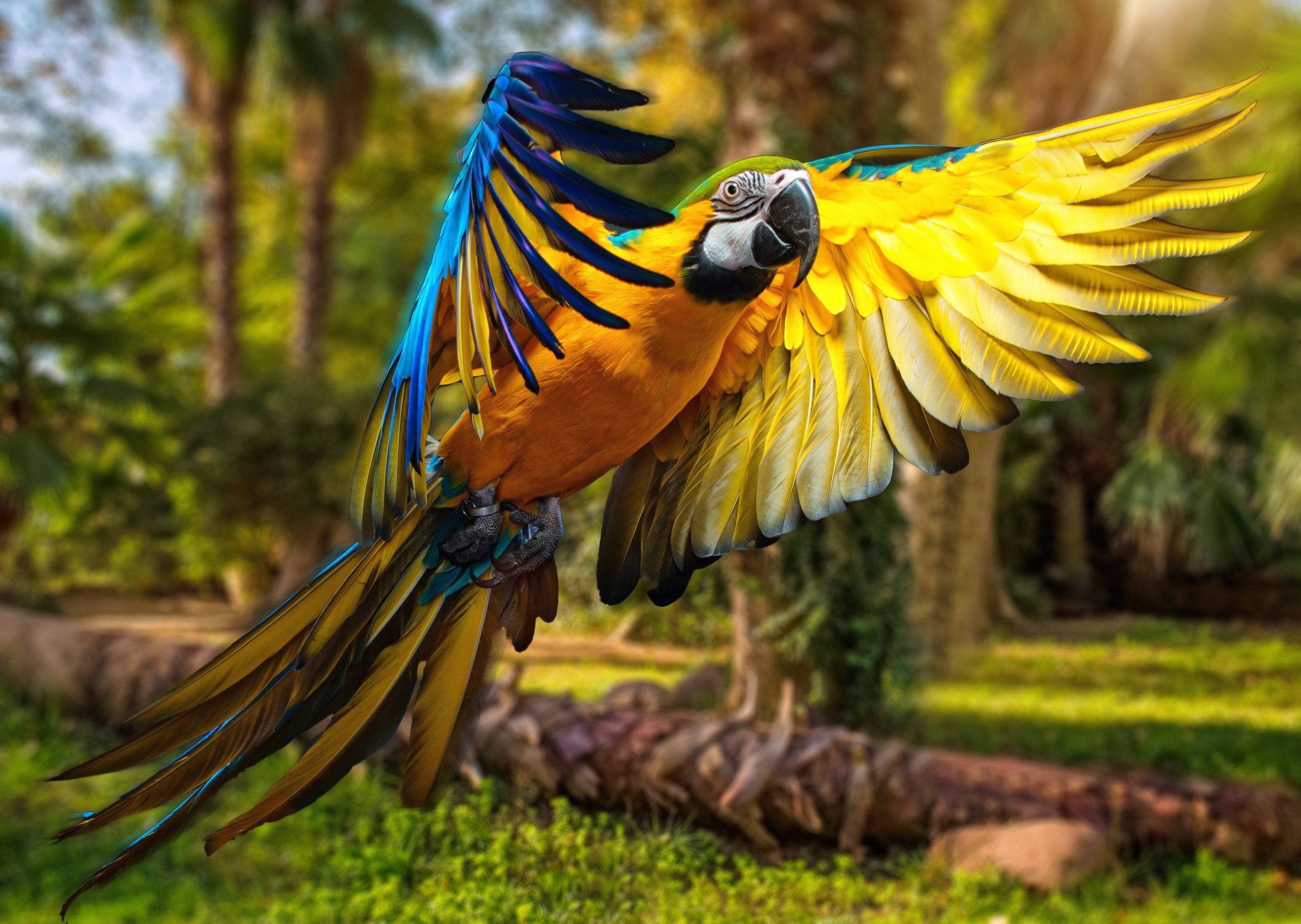 343056 免費下載壁紙 动物, 黄蓝金刚鹦鹉, 航班, 金刚鹦鹉, 鹦鹉, 鸟类 屏保和圖片