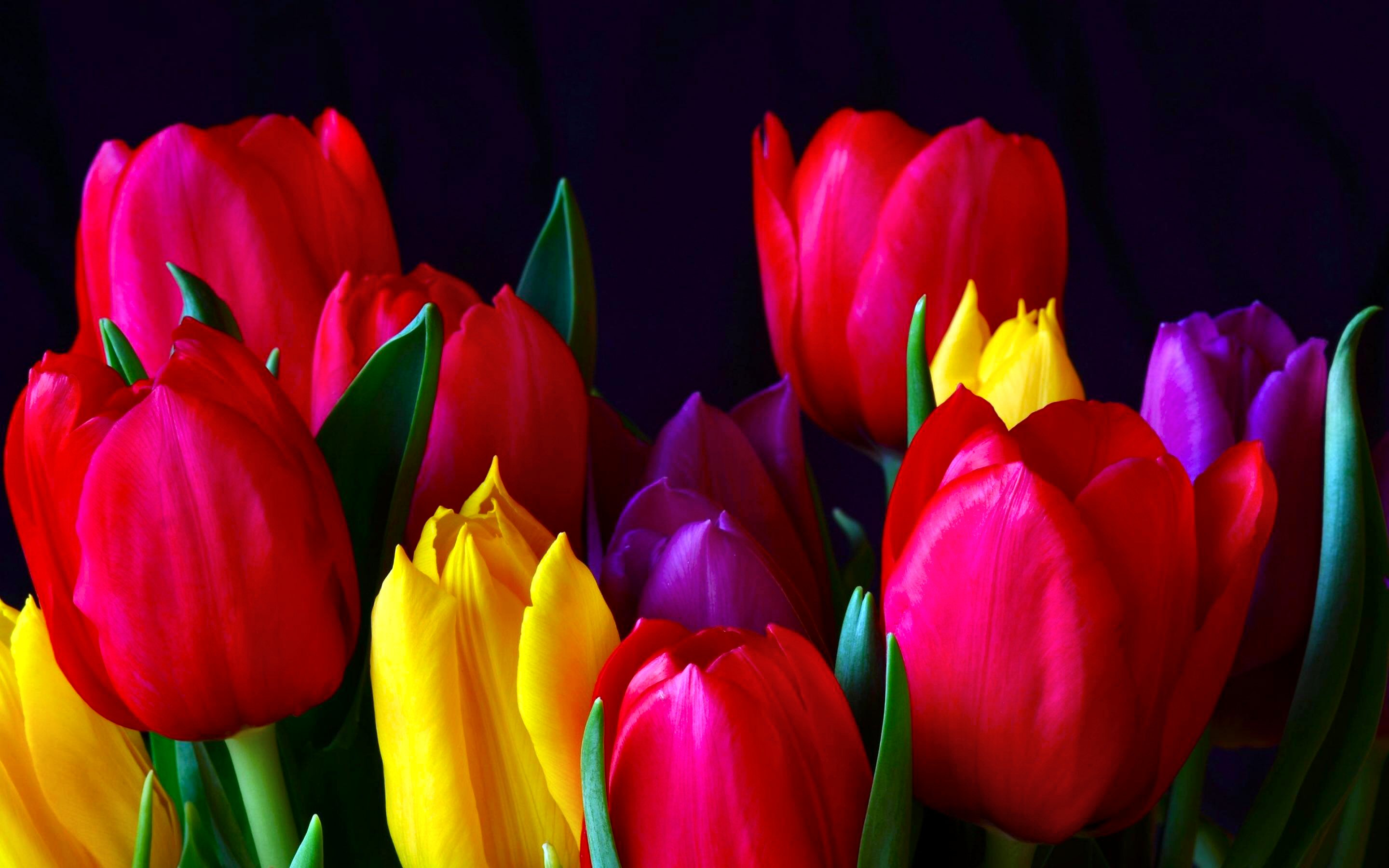 Images & Pictures  Tulip