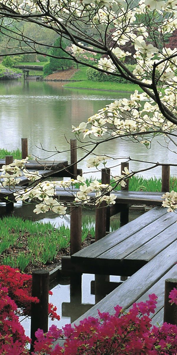 Телефон сады 8. Природа Японии. Японский сад. Цветущие сады. Сад в цвету.