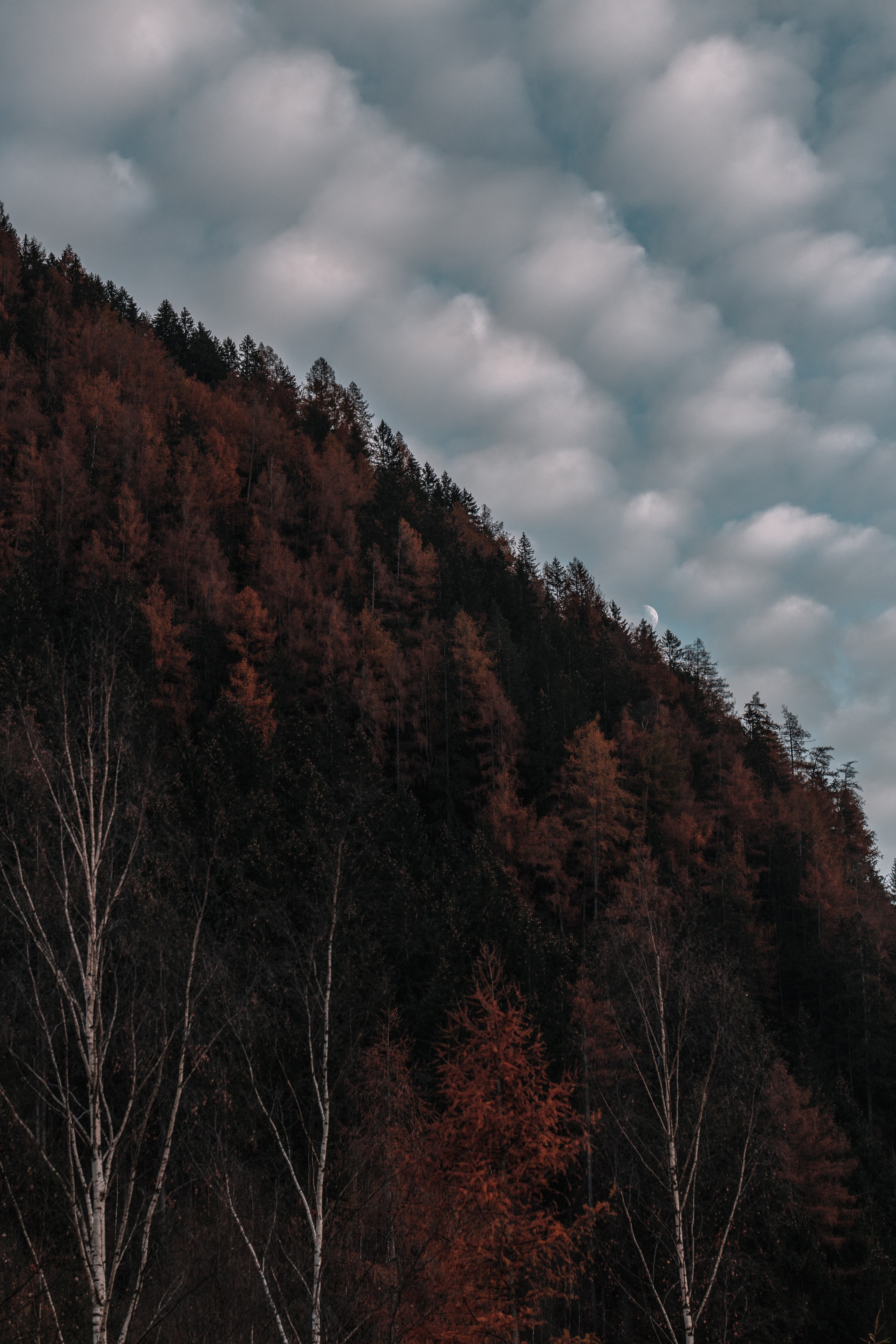 Free download wallpaper Sky, Clouds, Evening, Elevation, Nature, Trees on your PC desktop