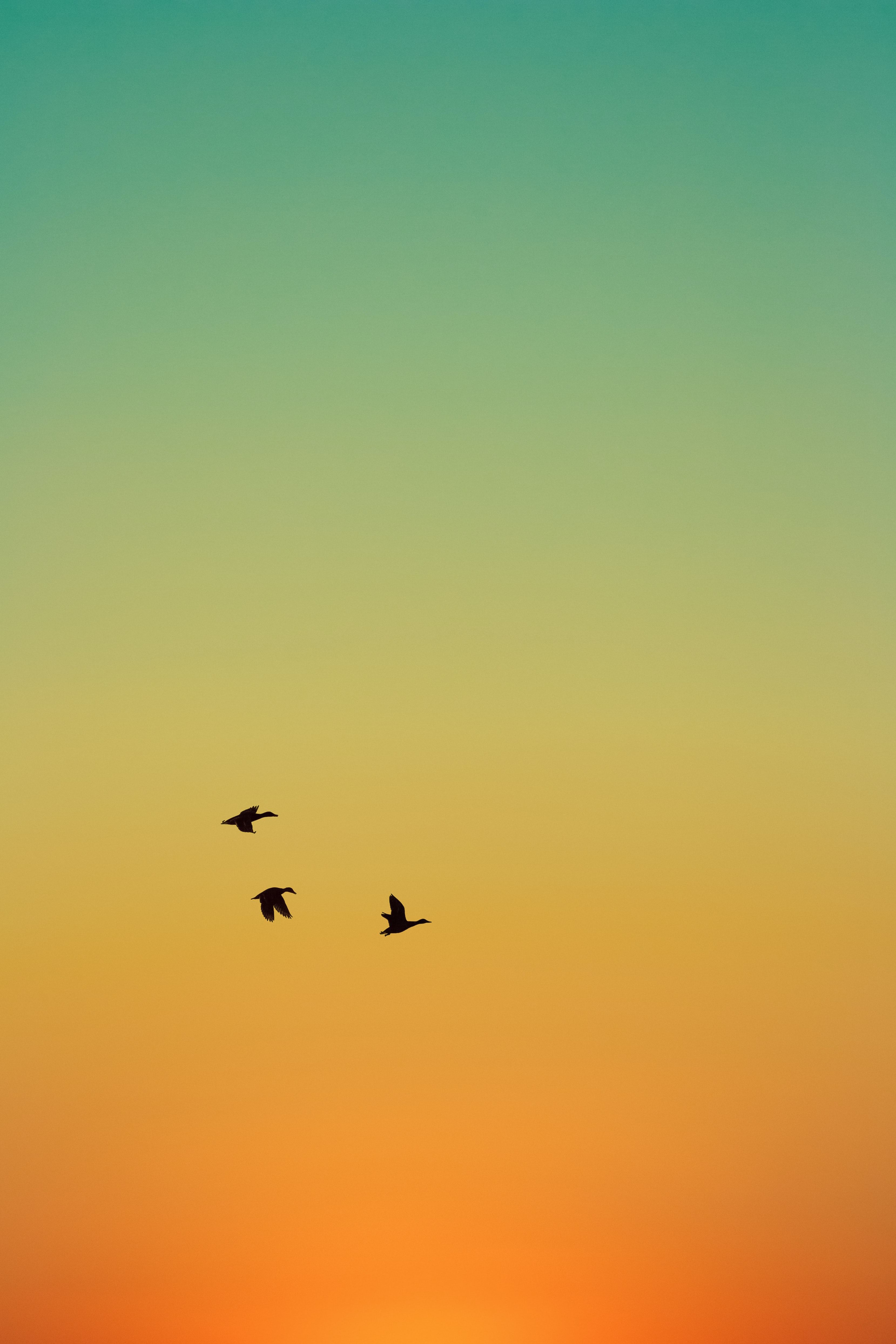 Download mobile wallpaper Animals, Flight, Sky, Sunset, Ducks, Birds for free.