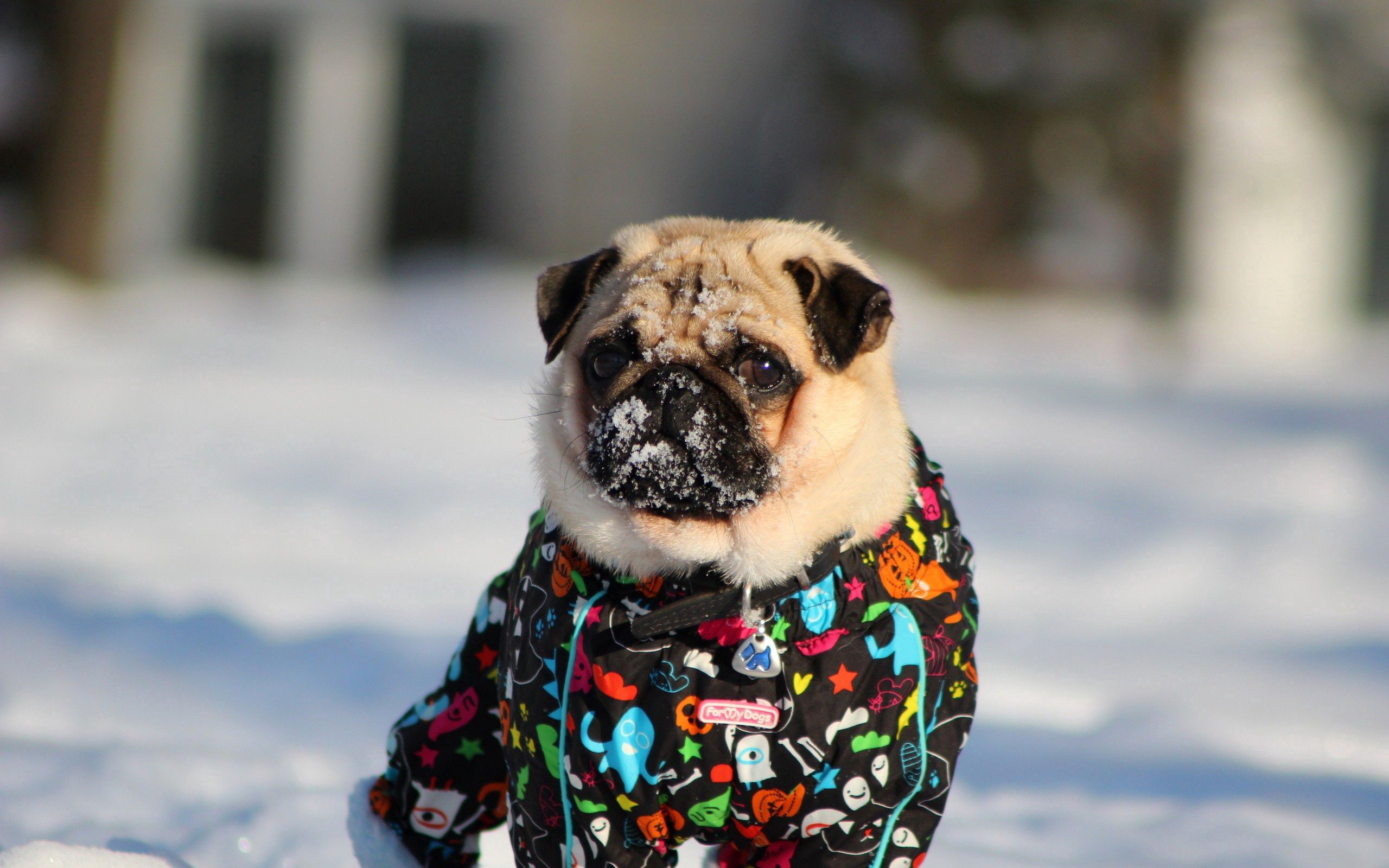 Download mobile wallpaper Jacket, Snow, Dog, Animals, Winter, Pug for free.