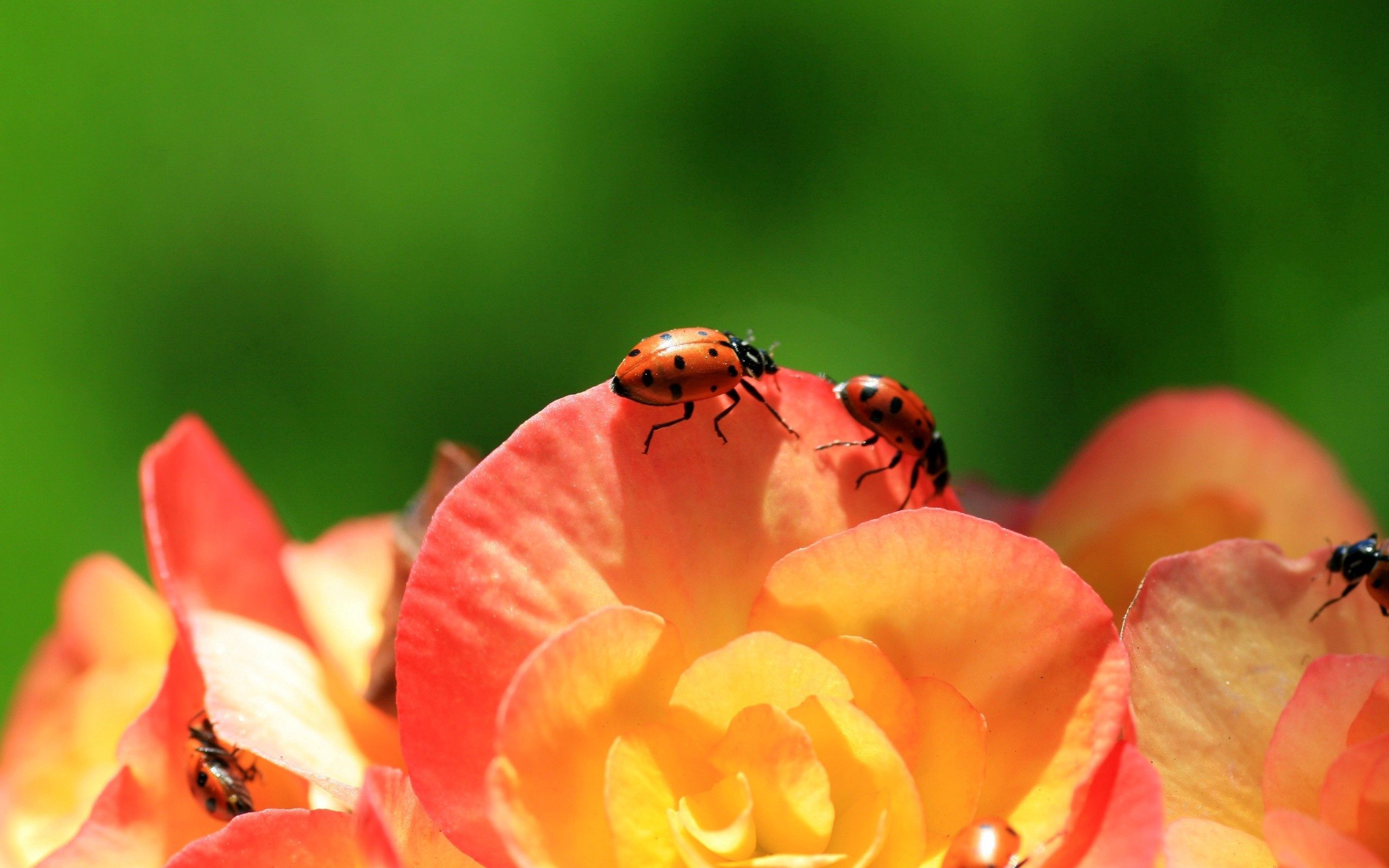 Download mobile wallpaper Macro, Ladybird, Climb, Petals, Ladybug, Flower for free.