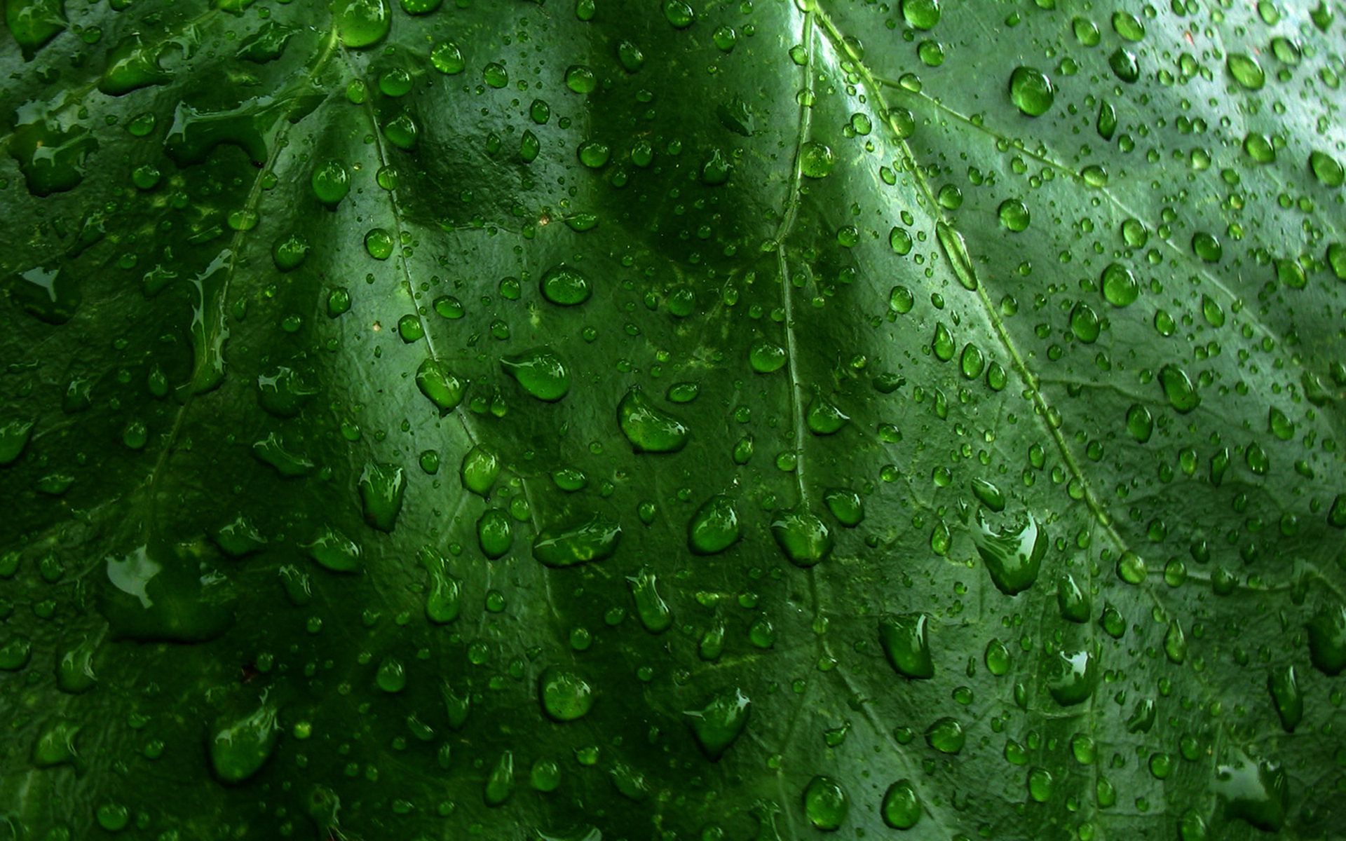 1080326 下載圖片 自然, 水滴, 绿色, 叶子, 植物, 雨滴 - 免費壁紙和屏保