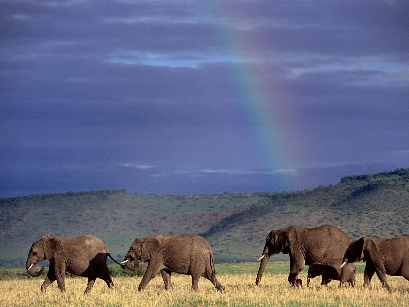 31670 скачать картинку слоны, животные, синие - обои и заставки бесплатно