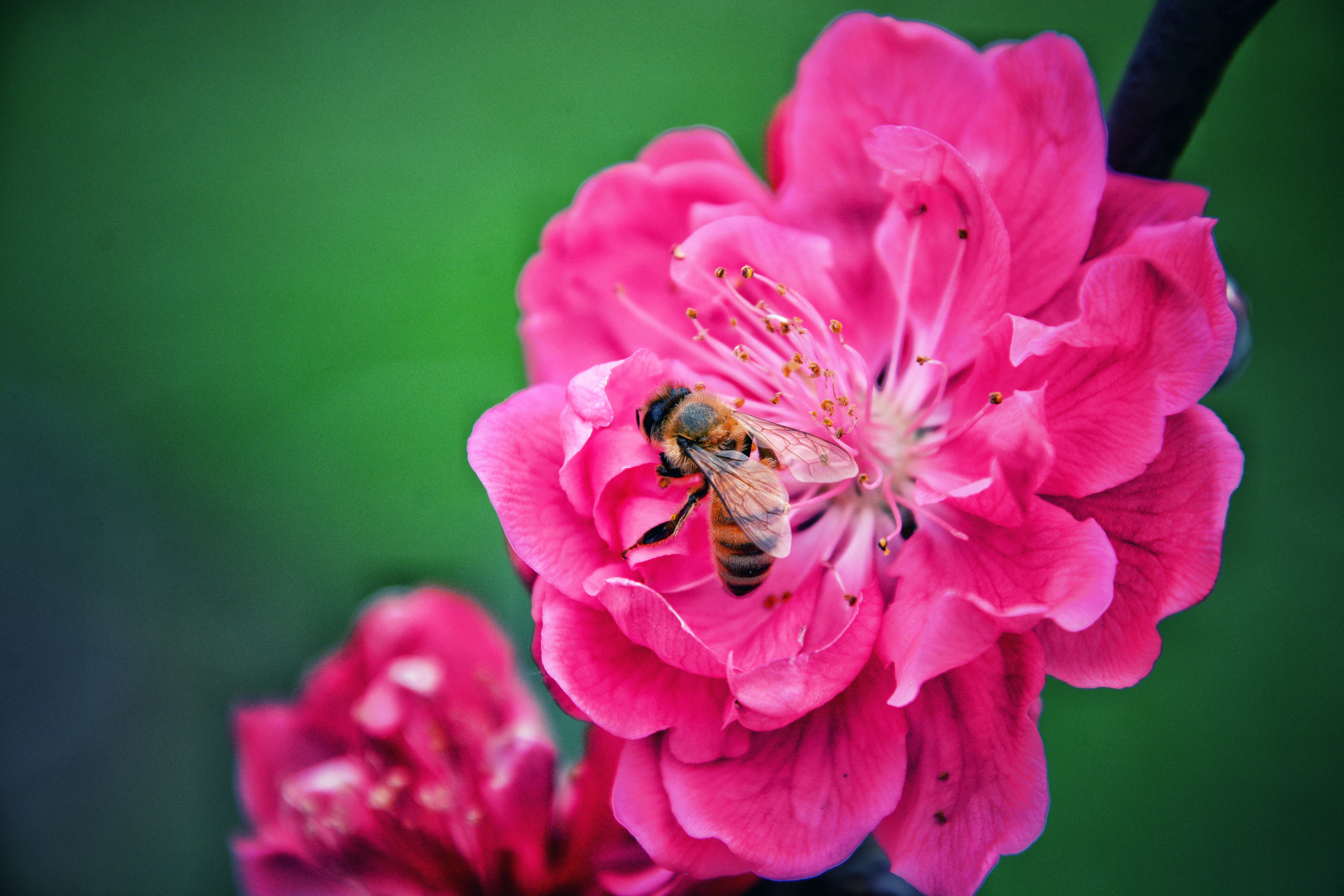 Download mobile wallpaper Pollination, Macro, Bee, Pink, Flower for free.