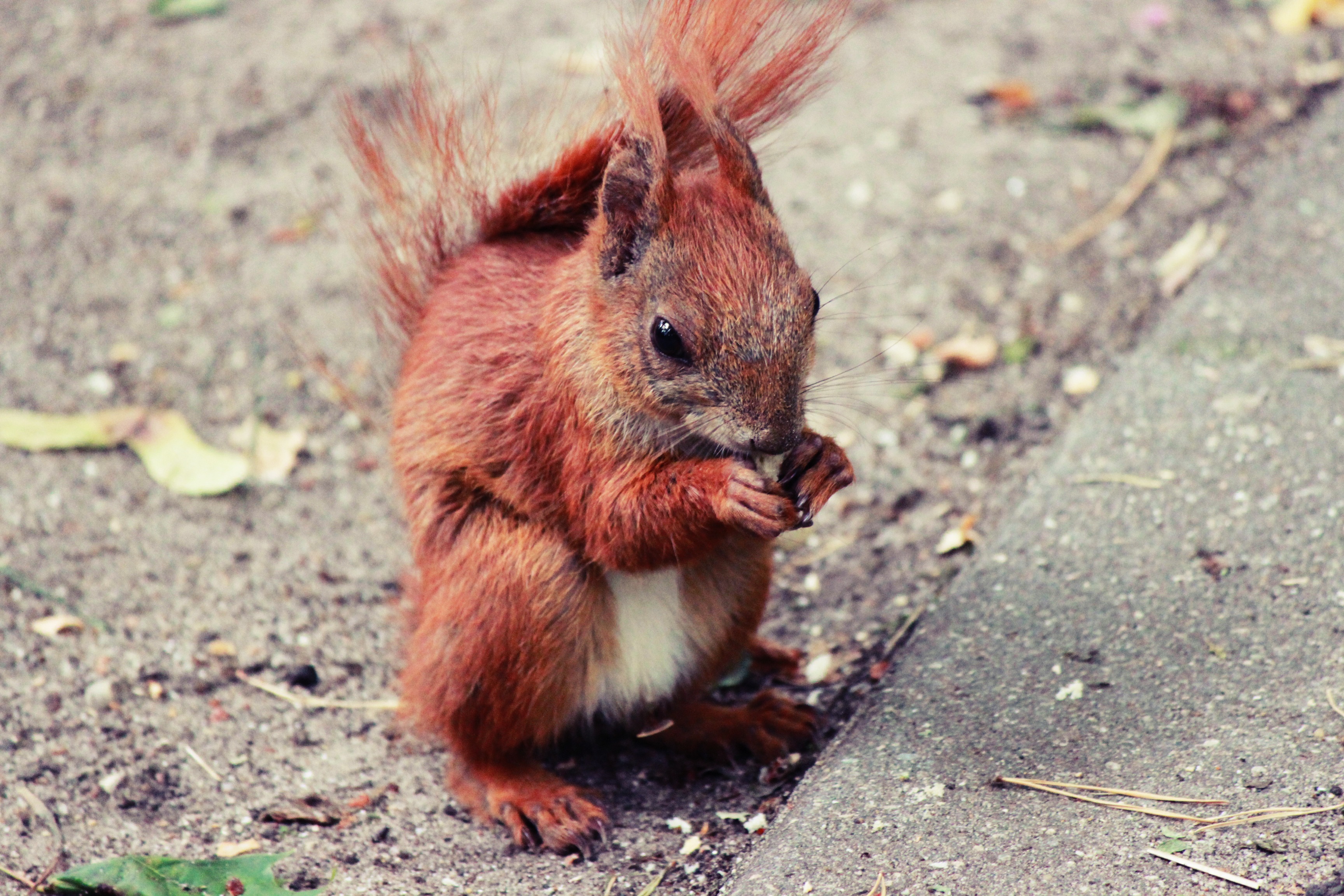 Download mobile wallpaper Sweetheart, Nice, Animal, Animals, Food, Squirrel for free.