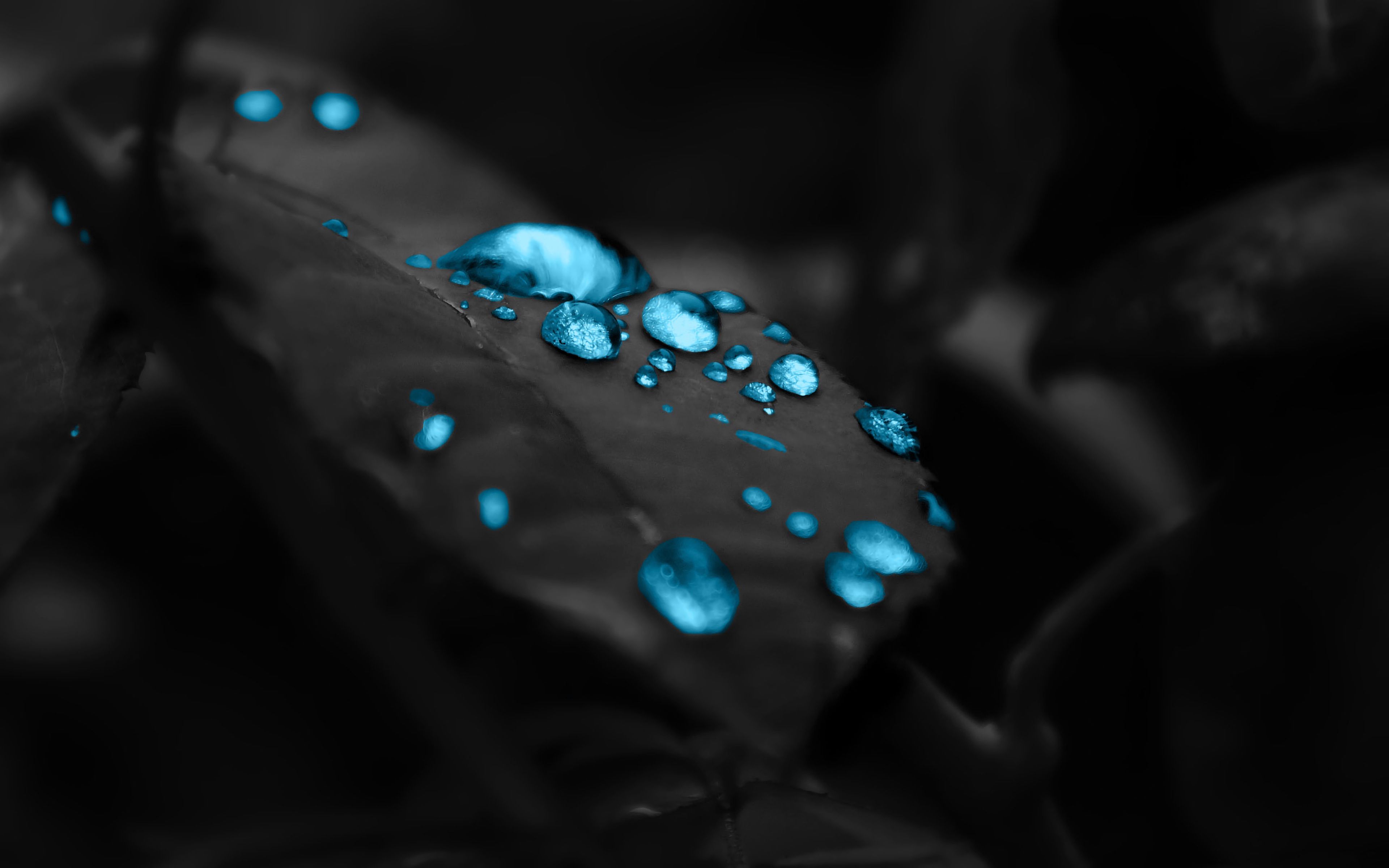 macro, sheet, leaf, dew, drops, photoshop Full HD