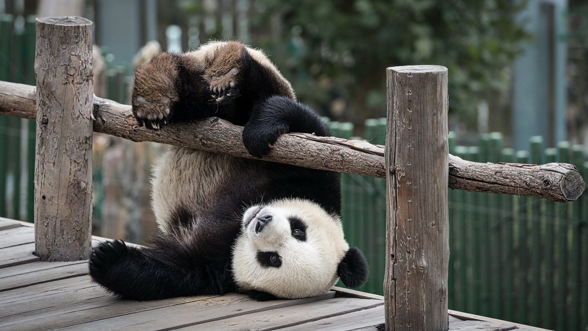 796547 Bild herunterladen tiere, panda, süß, spielen - Hintergrundbilder und Bildschirmschoner kostenlos