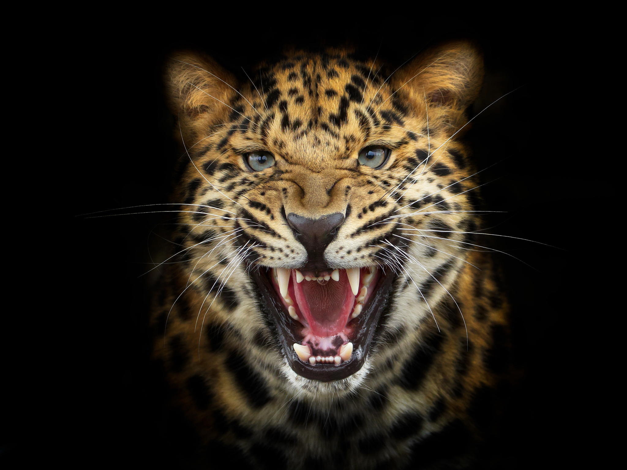 343086 descargar fondo de pantalla animales, leopardo, gruñido, gatos: protectores de pantalla e imágenes gratis