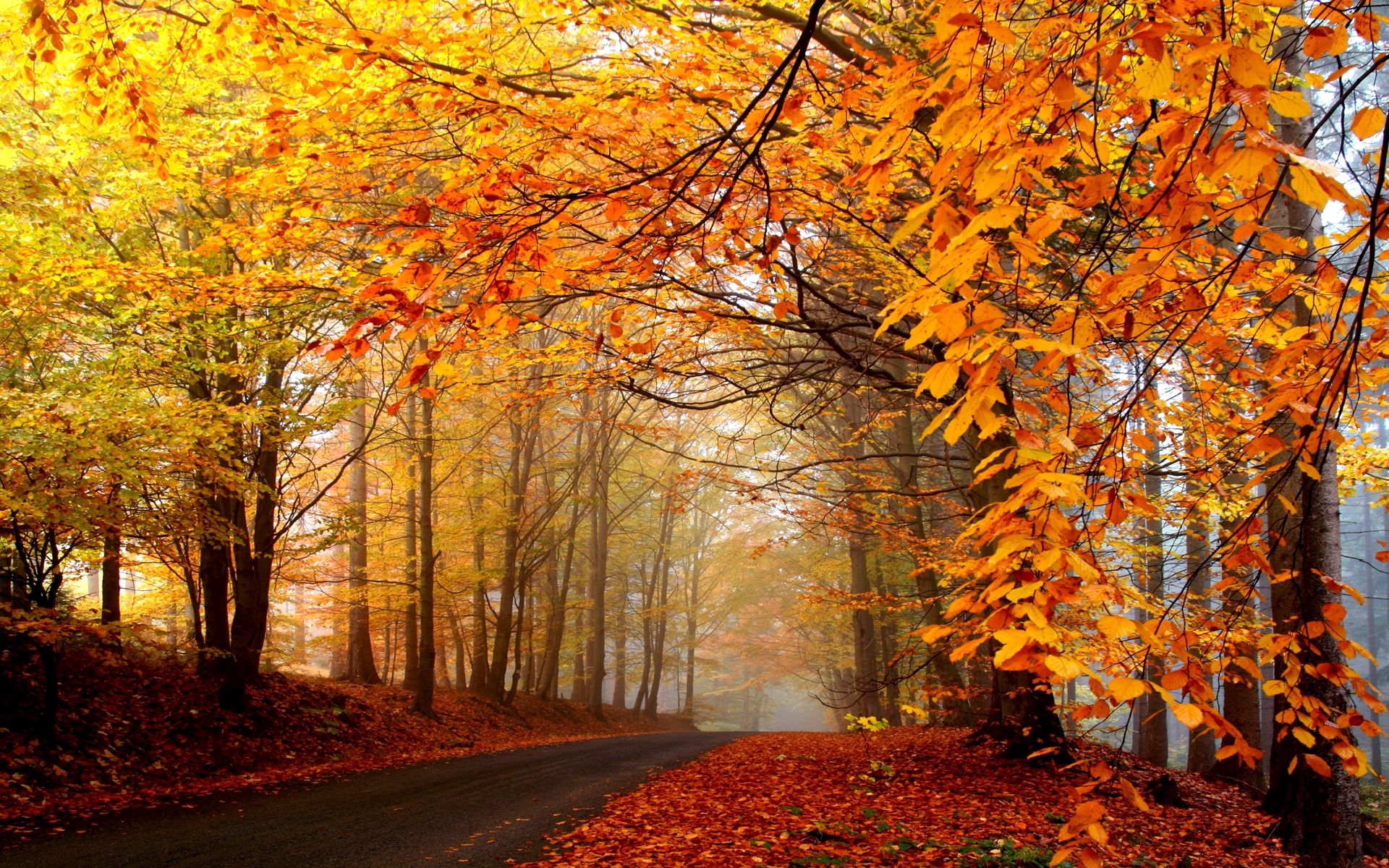 115524 скачать обои природа, осень, ярко, дорога, туман, желтые, деревья, листья, асфальт, дымка - заставки и картинки бесплатно