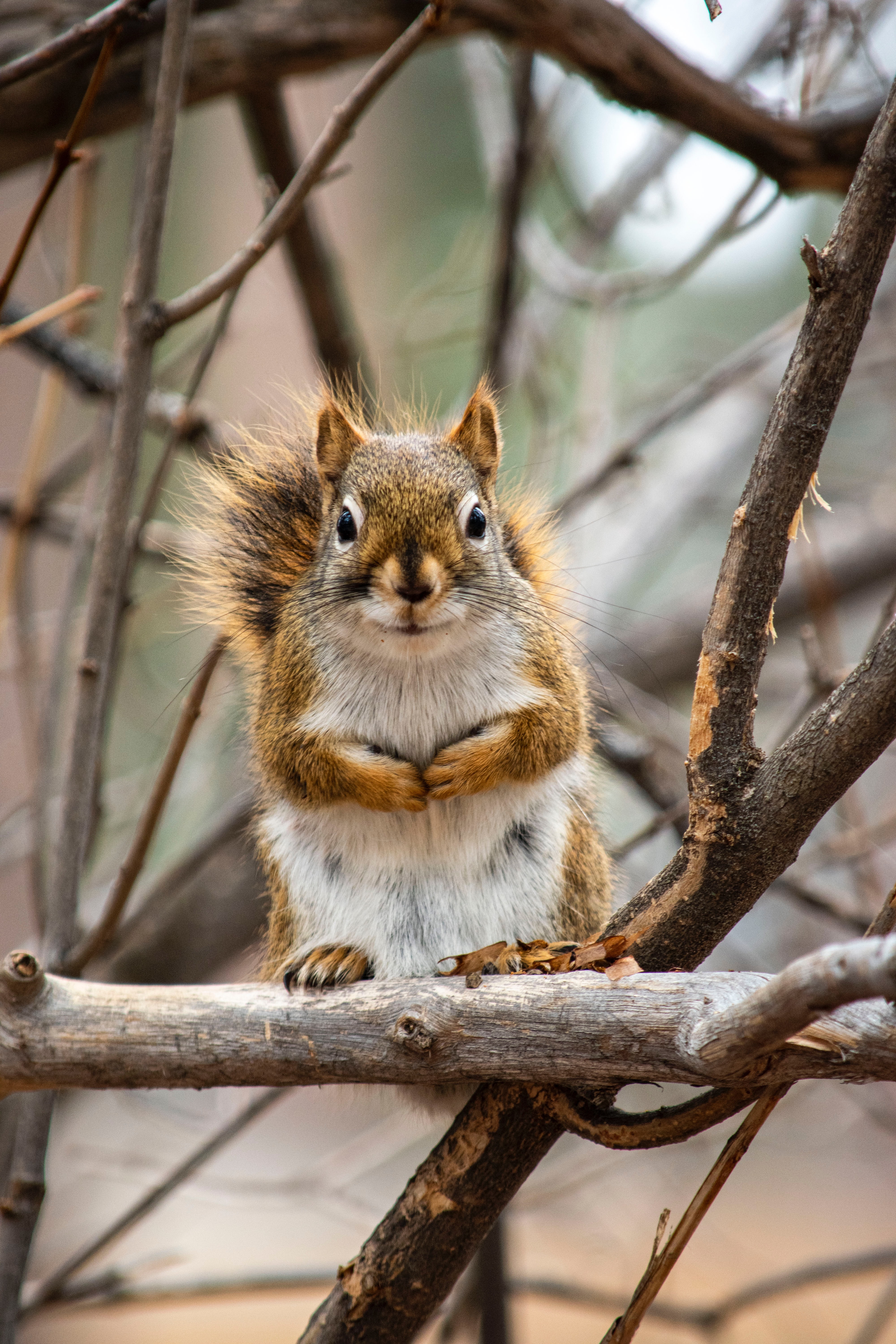 Download mobile wallpaper Branches, Animals, Sweetheart, Animal, Nice, Squirrel for free.