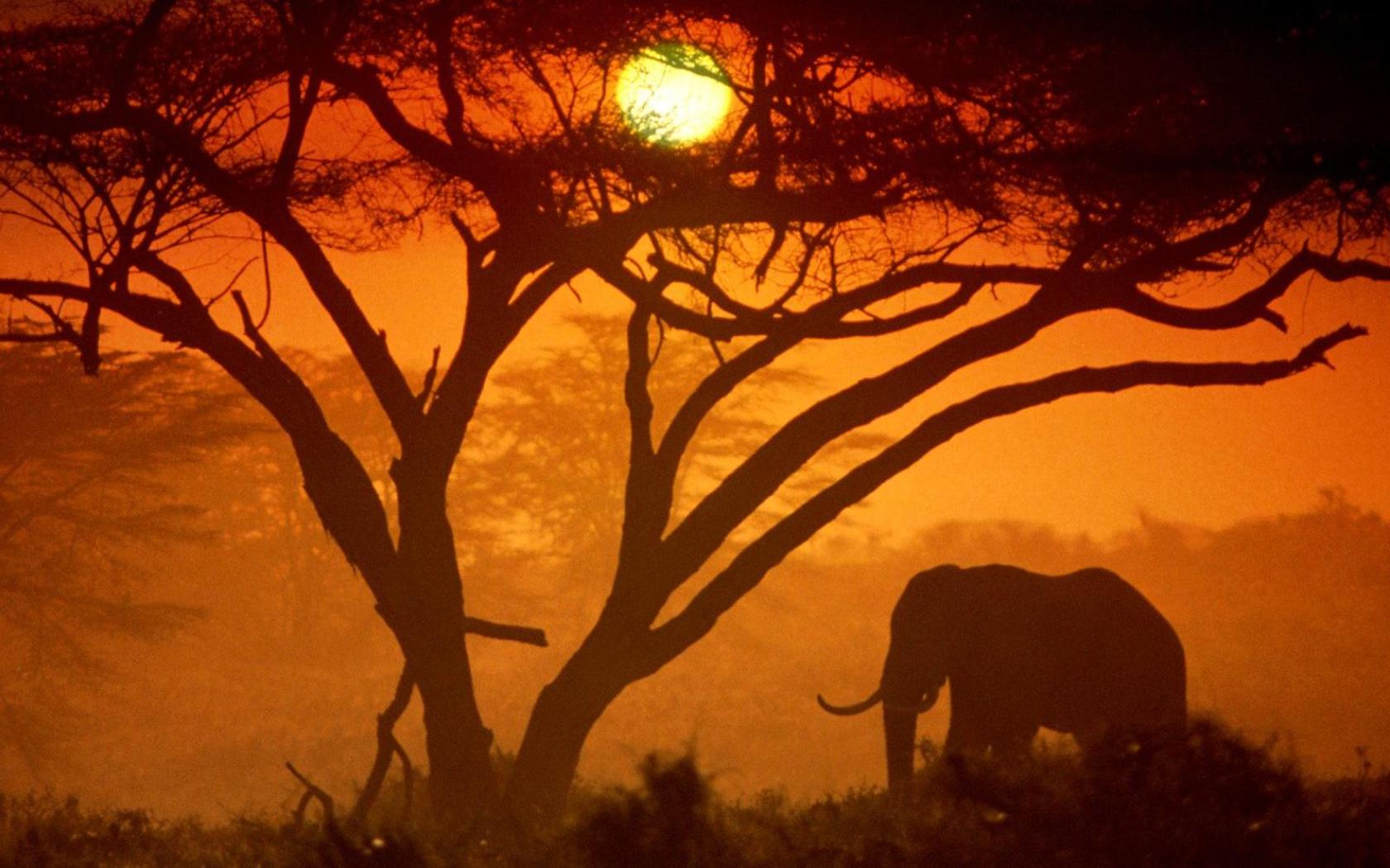 Африка Кения джунгли