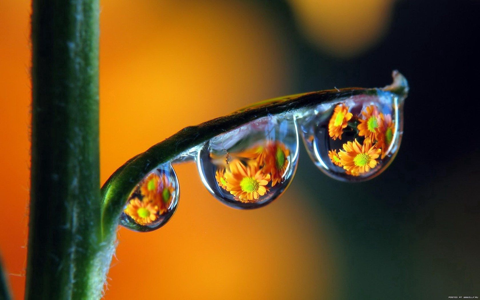 Download mobile wallpaper Drops, Reflection, Dew, Macro, Motley, Multicolored for free.