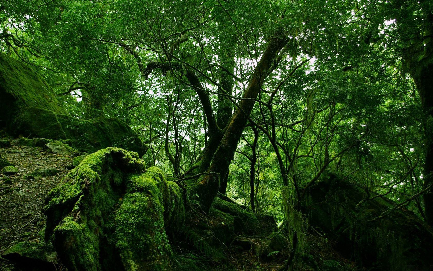 100522 скачать обои лес, природа, зеленый, мох, заросли, дебри - заставки и картинки бесплатно