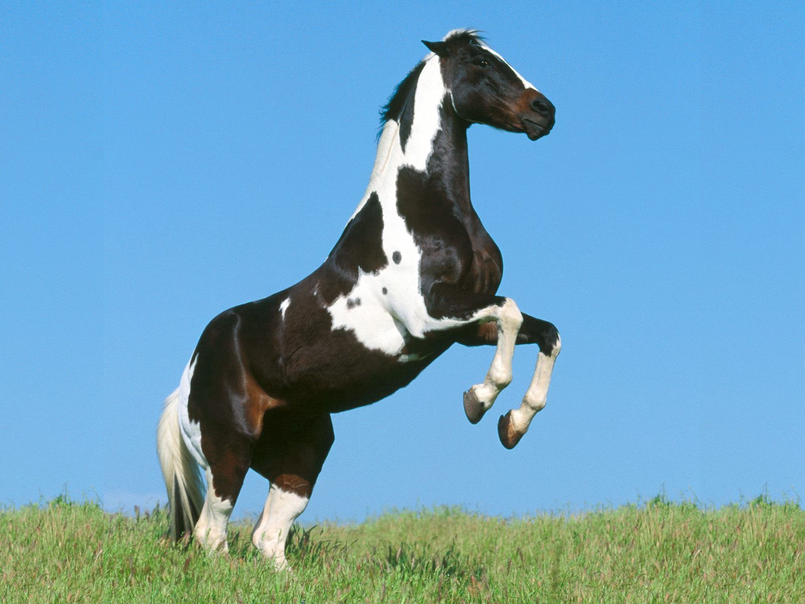 Download mobile wallpaper Beautiful, Jump, Animals, Field, Bounce, Grass, Horse for free.