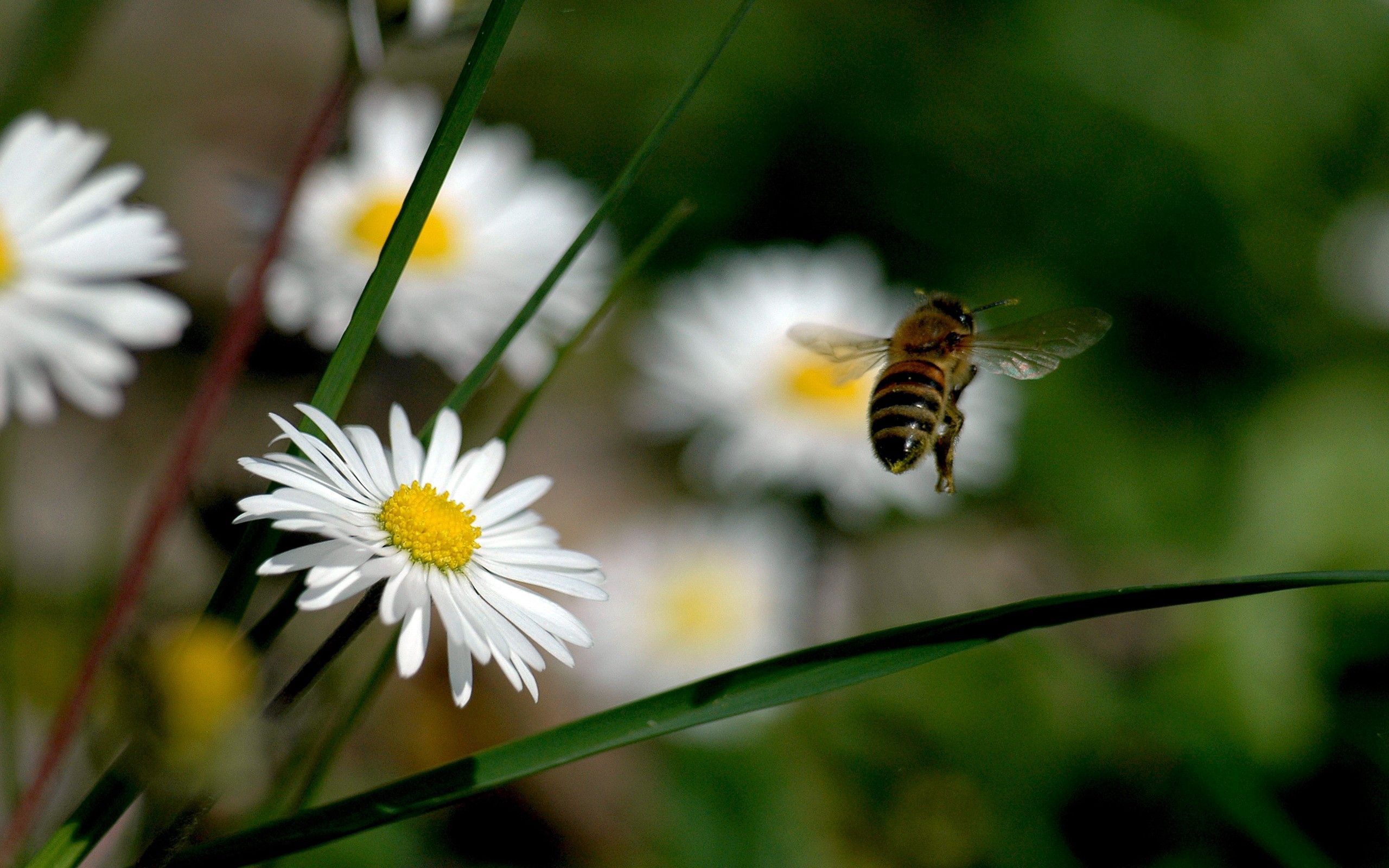 flowers, grass, macro, field, flight, bee, pollination Full HD