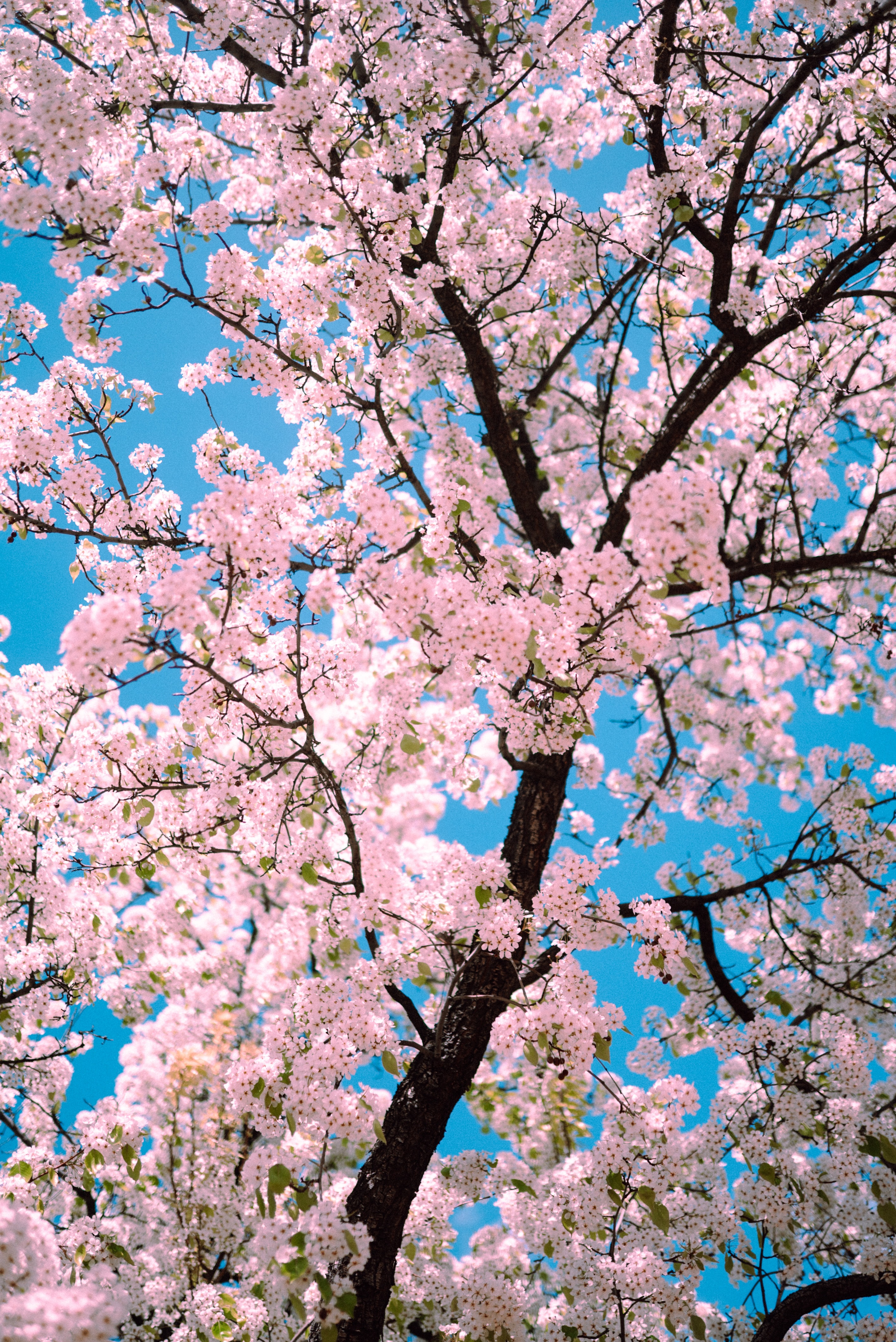 148270 télécharger le fond d'écran printemps, sakura, fleurs, rose, bois, arbre, branches, source - économiseurs d'écran et images gratuitement