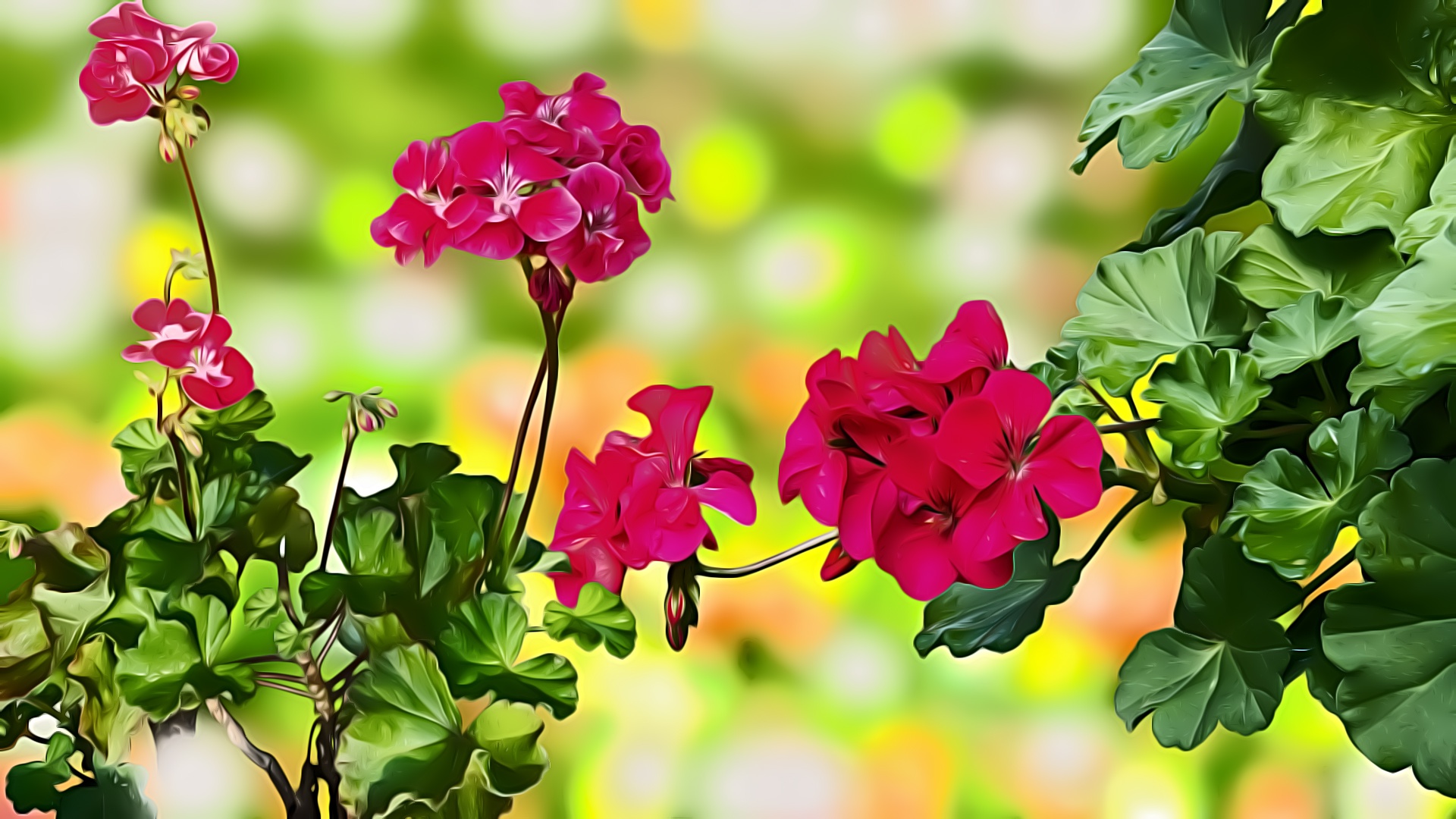 493906 descargar fondo de pantalla tierra/naturaleza, geranio, bokeh, flor, flores: protectores de pantalla e imágenes gratis