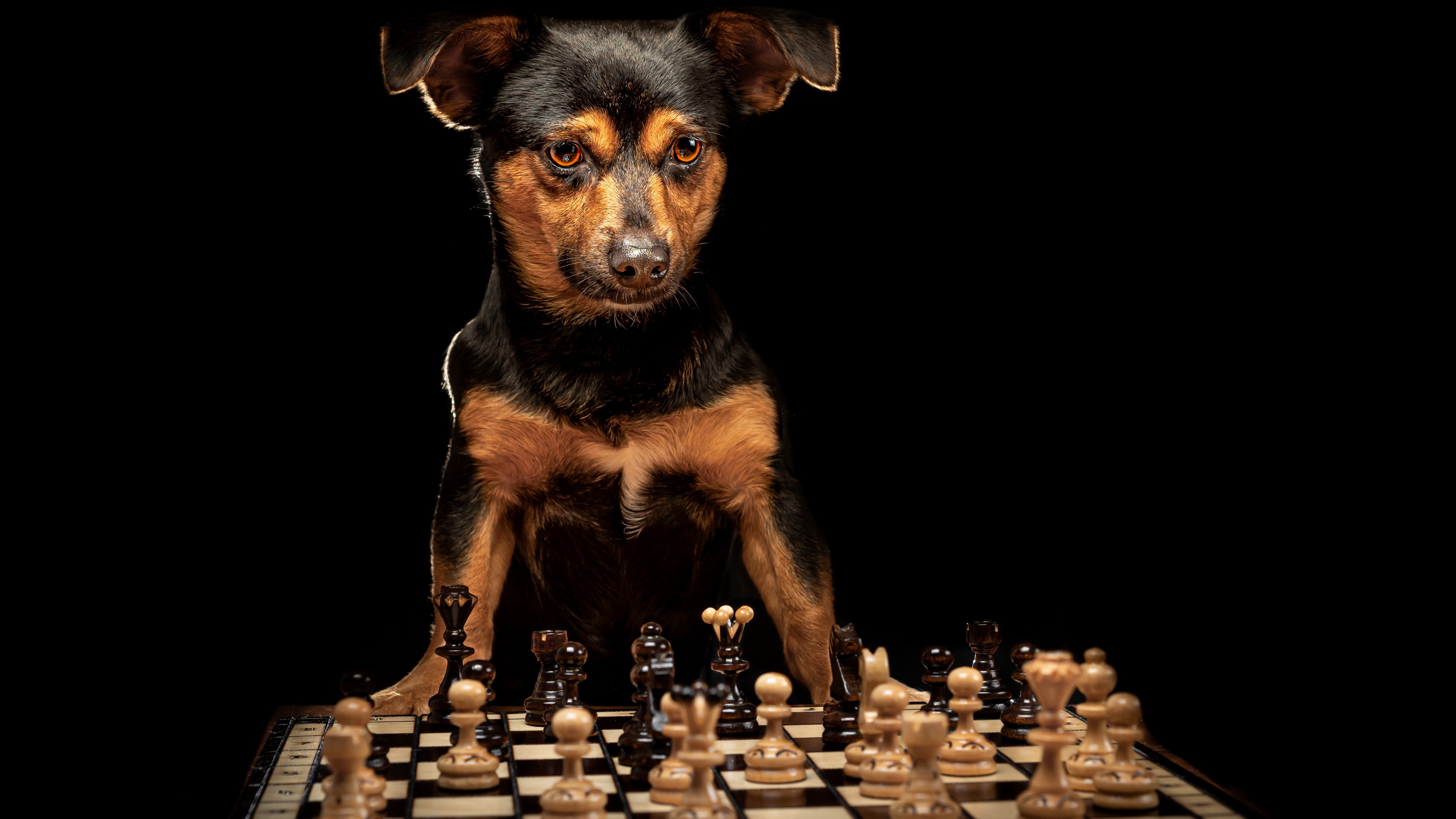 Merge Fun & Sophistication- Dogs Playing Chess Live Wallpaper - free  download