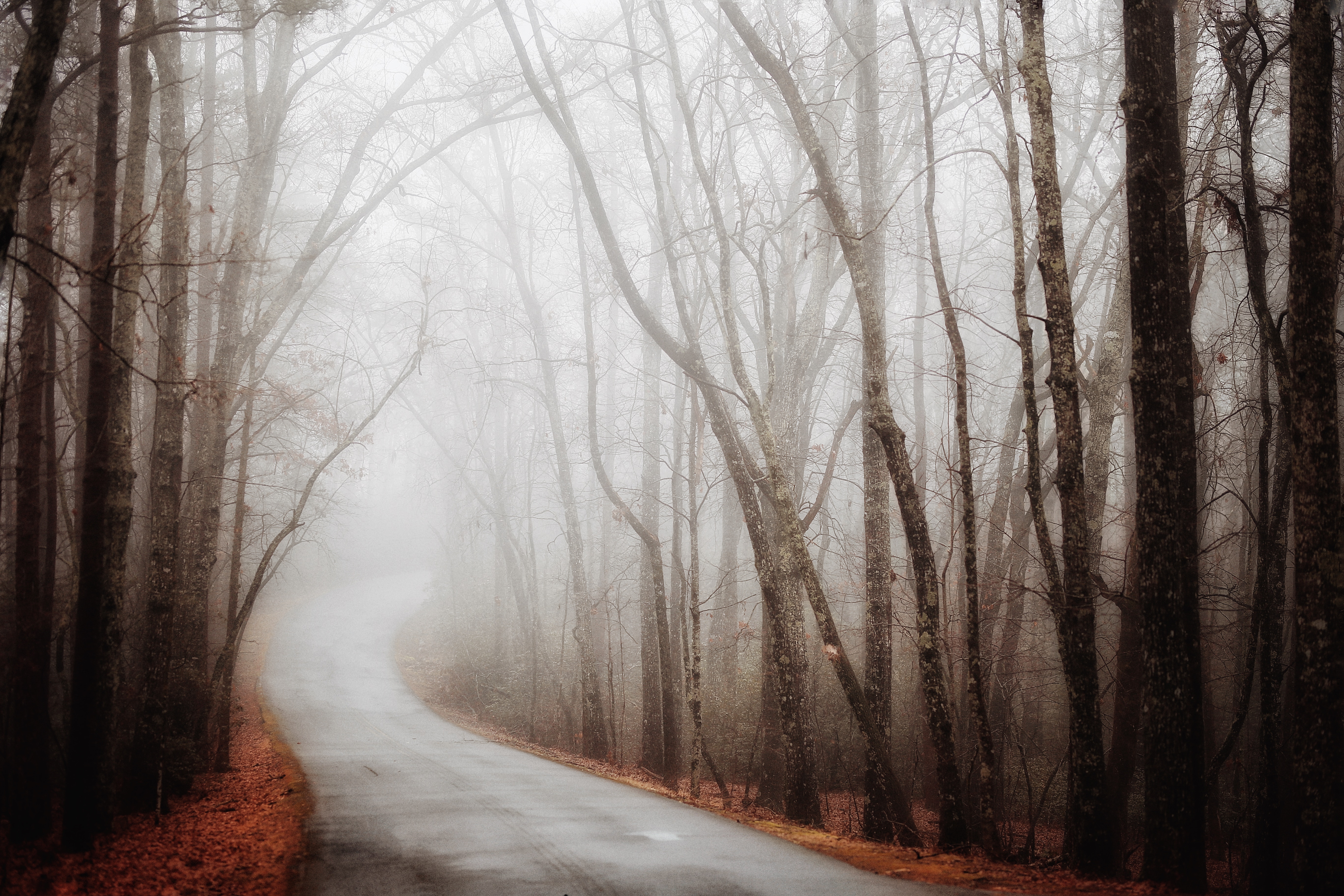 fog, nature, autumn, road, turn, forest