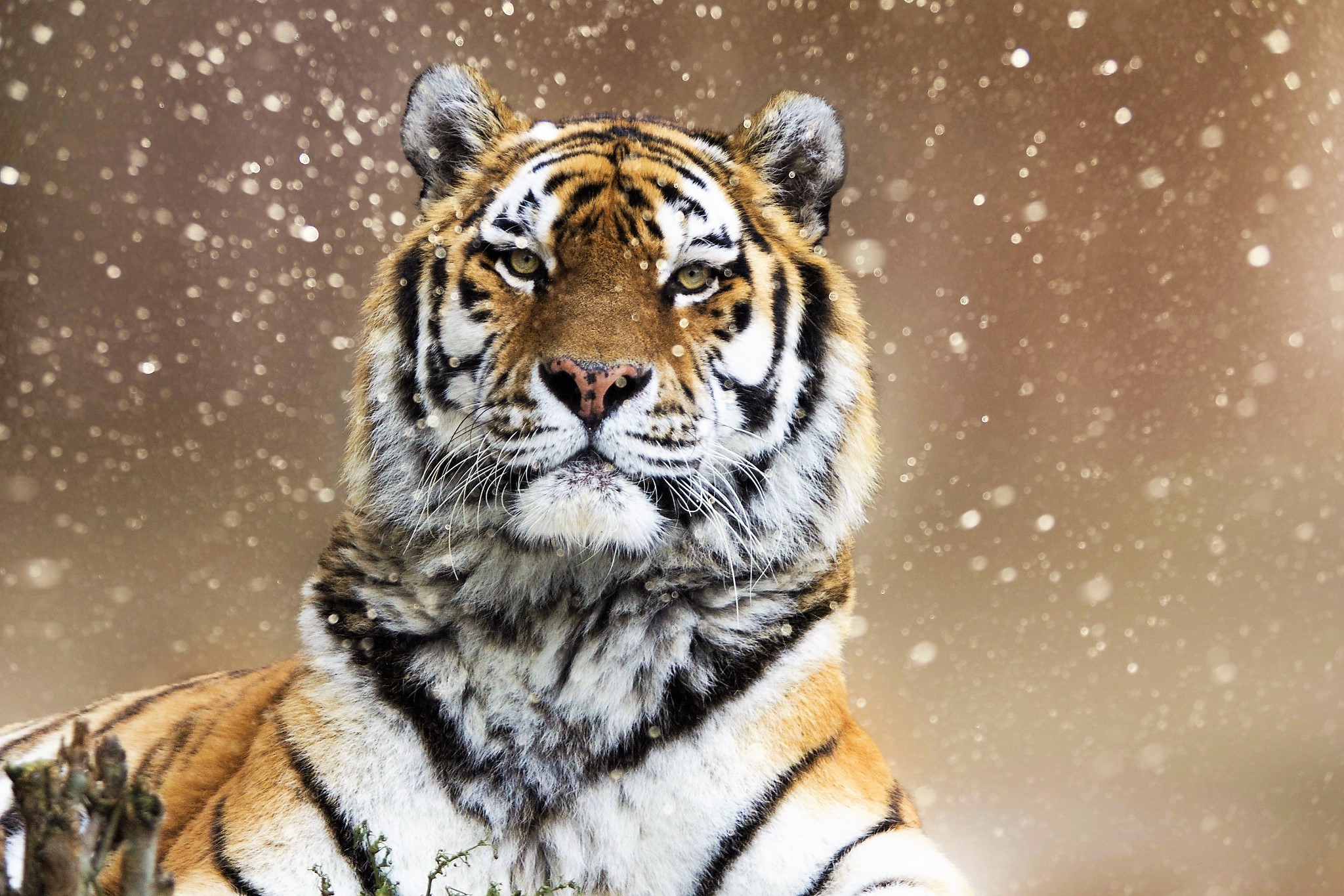 436961 télécharger l'image tigre de sibérie, animaux, tigre, chute de neige, hiver, chats - fonds d'écran et économiseurs d'écran gratuits