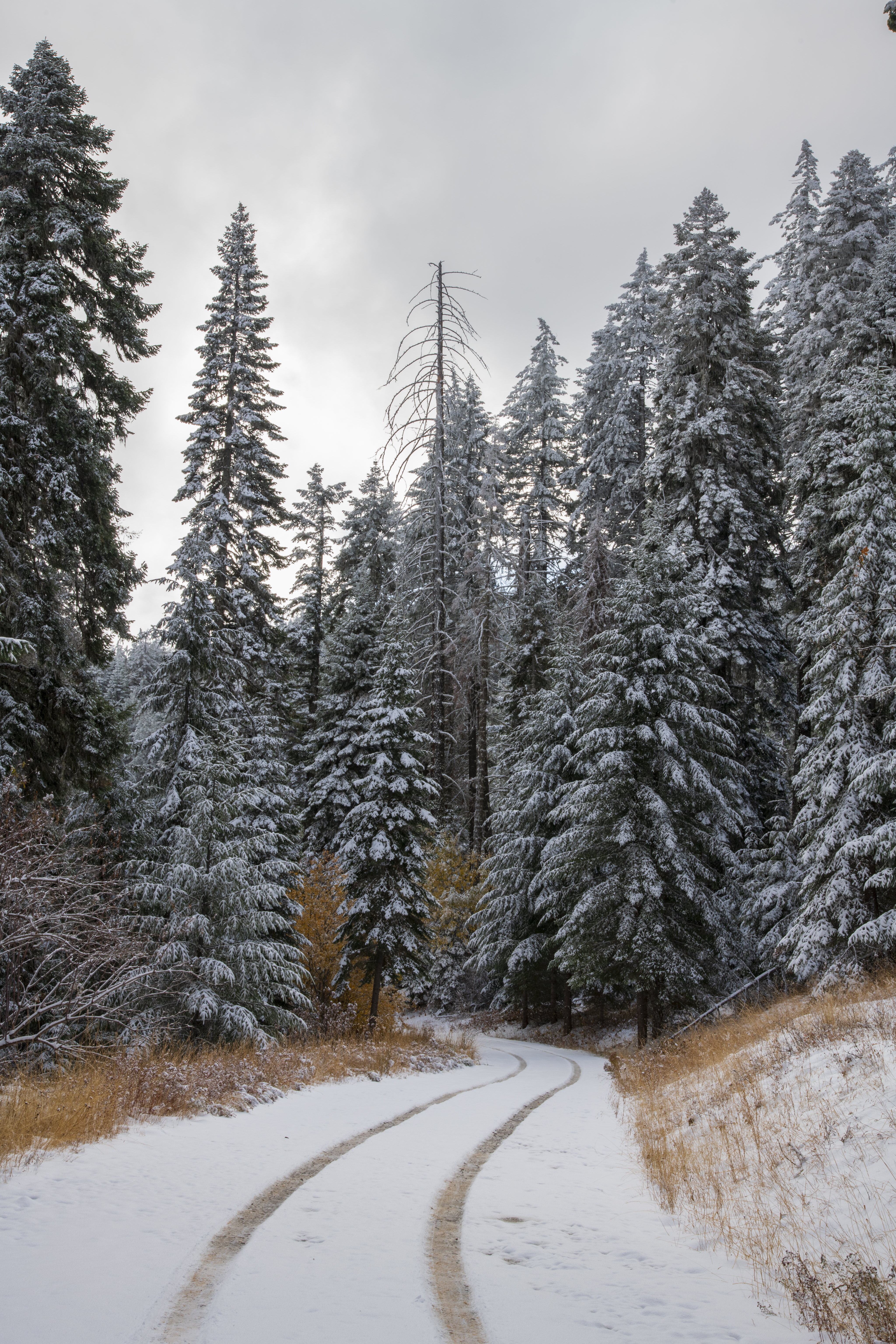 Download mobile wallpaper Forest, Trees, Snow, Nature, Winter, Road for free.