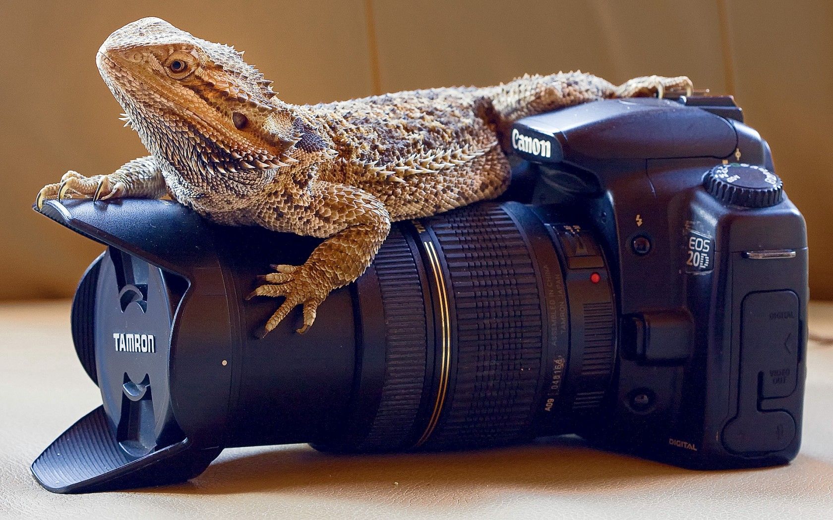 animals, lizard, lens, camera, monitor lizard, varan