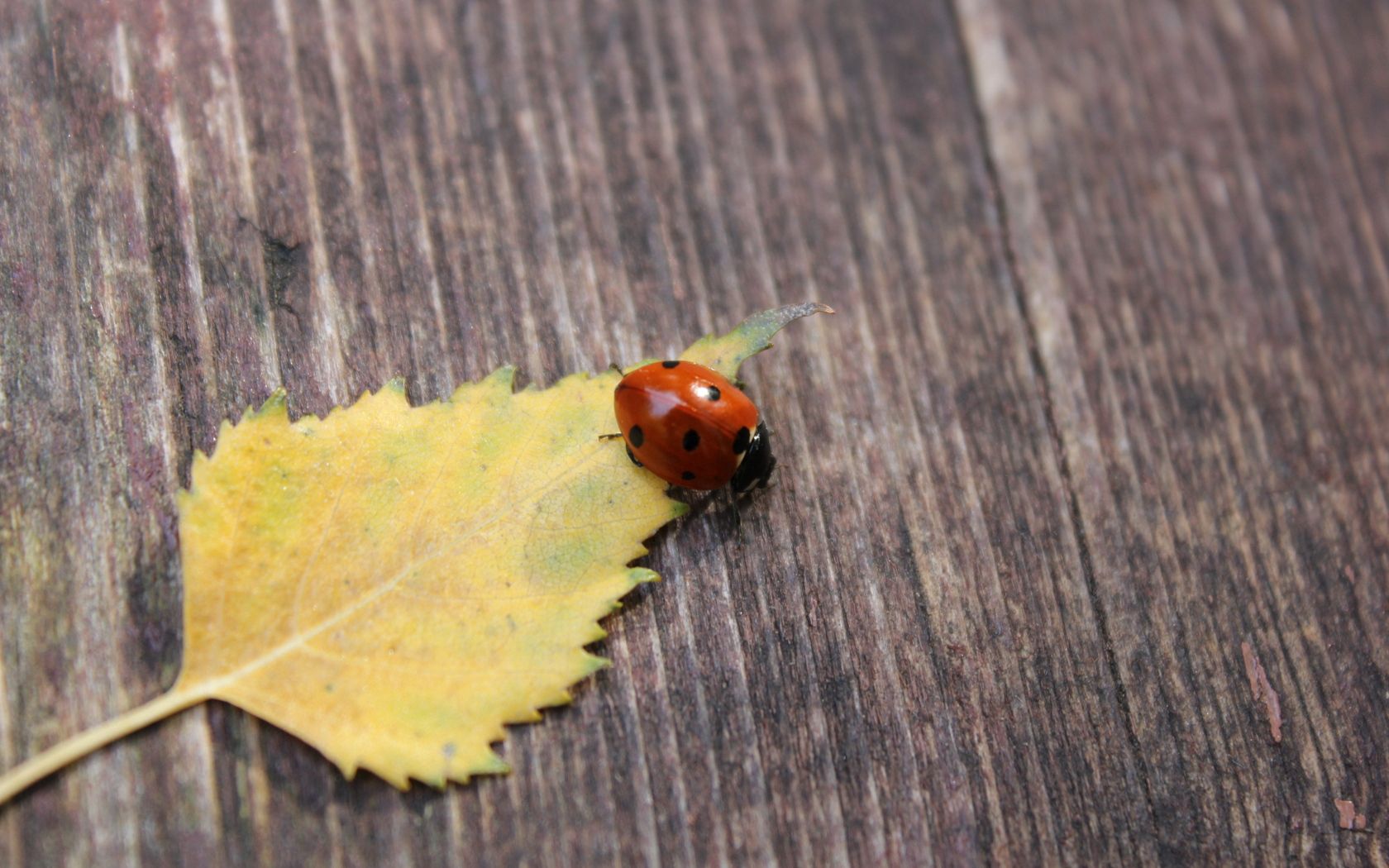 autumn, macro, surface, ladybug, ladybird, leaflet phone background