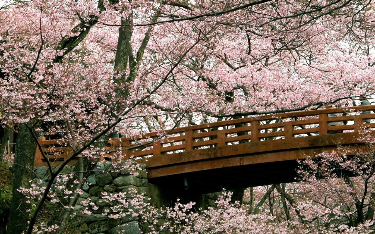 Download mobile wallpaper Earth, Bridge, Japan, Tokyo, Blossom for free.