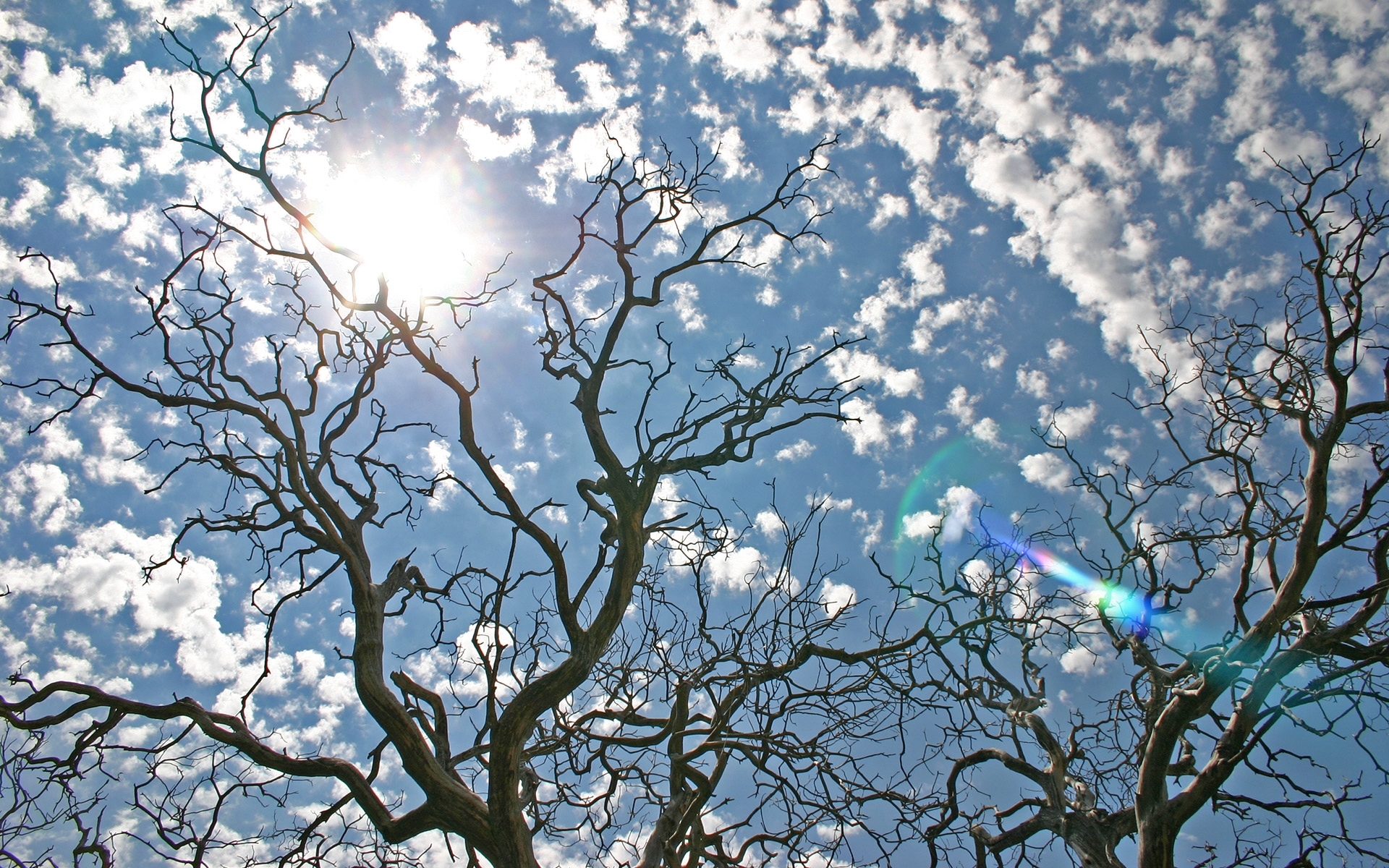 Download mobile wallpaper Sky, Landscape, Sun, Trees for free.