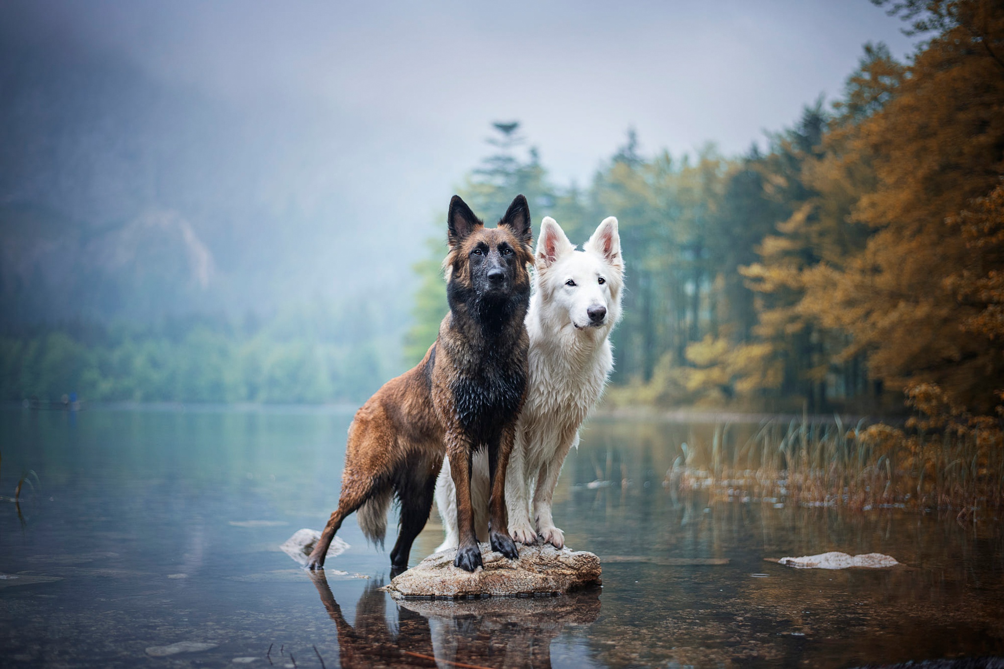 Собака на озере