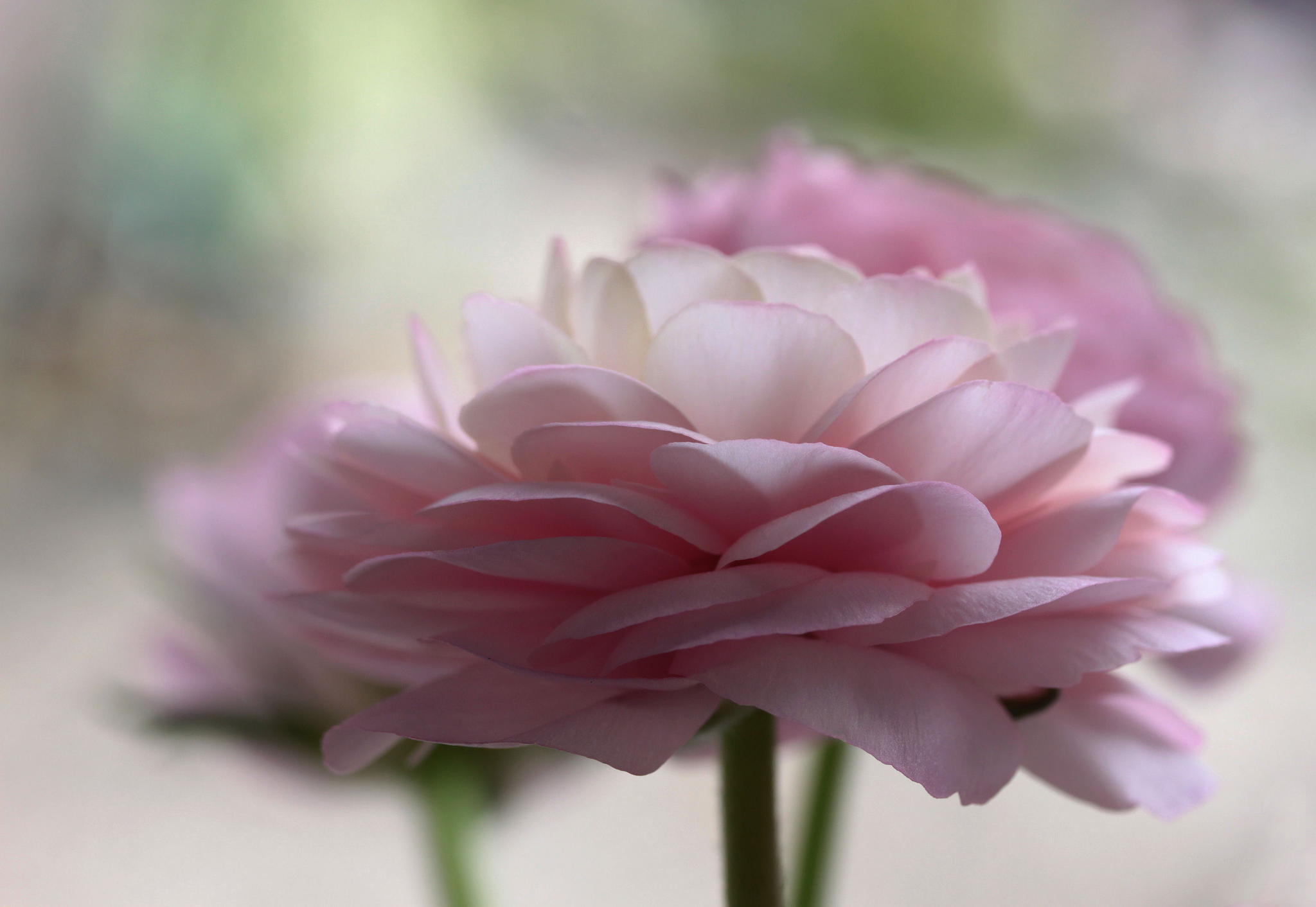 earth, buttercup, blur, close up, flower, pink flower, flowers 1080p