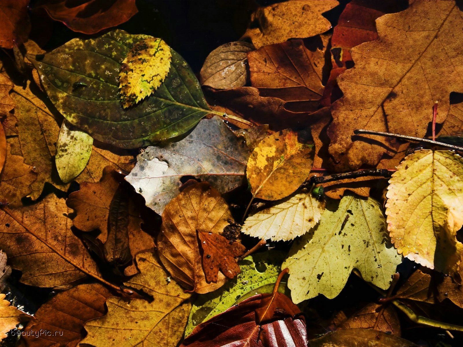 Скачать обои бесплатно Фон, Листья, Растения, Осень картинка на рабочий стол ПК