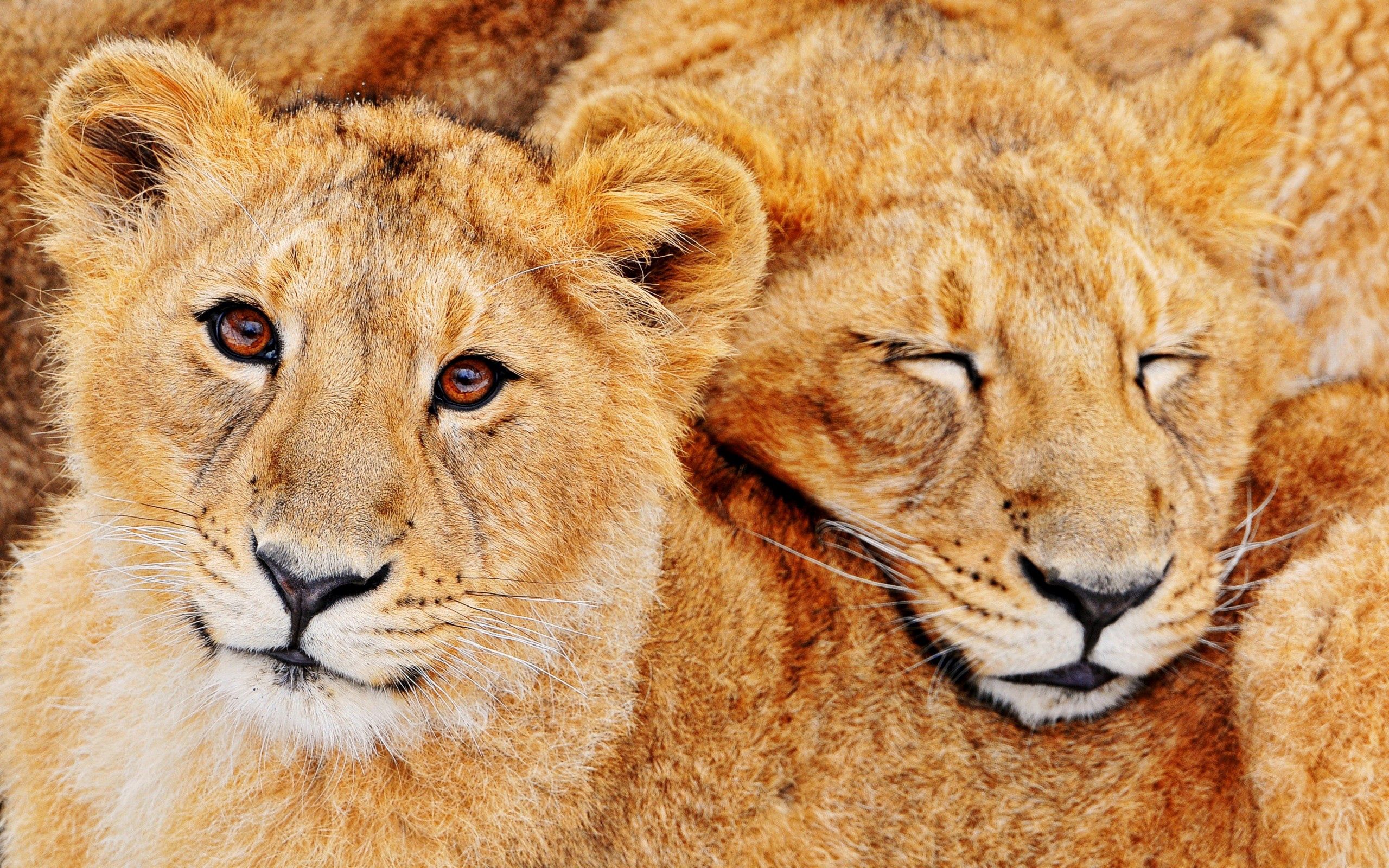 lions, animals, couple, pair, family, embrace UHD