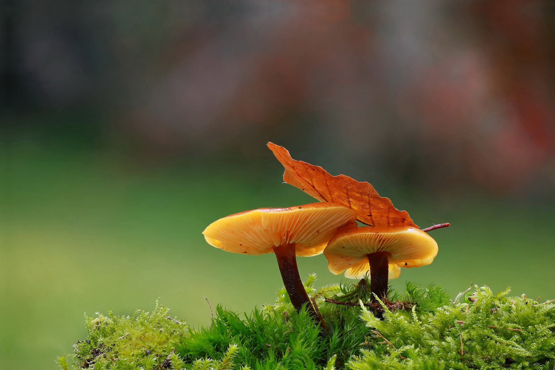 Природа макро гриб