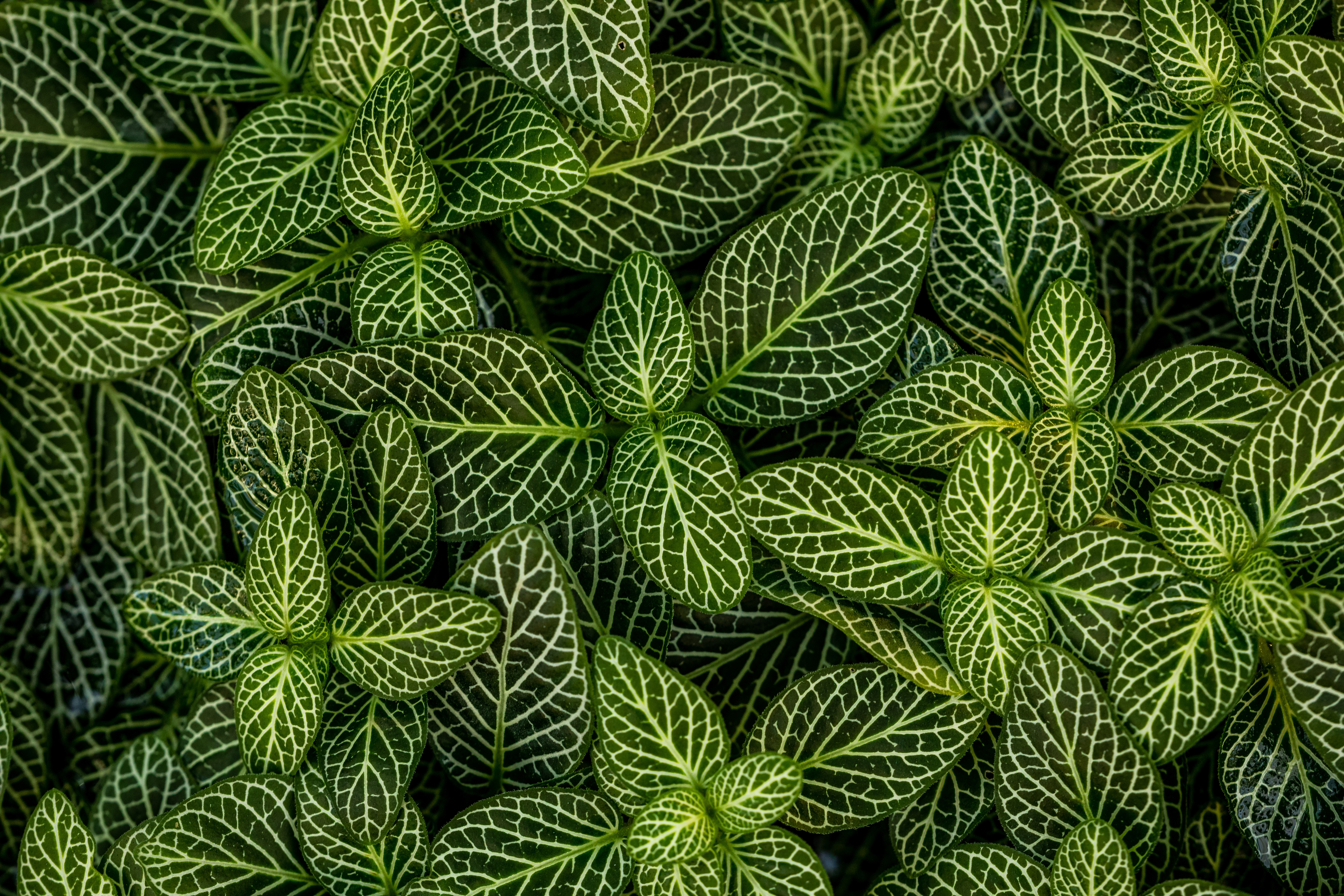 Download mobile wallpaper Striped, Plant, Form, Nature, Leaves for free.