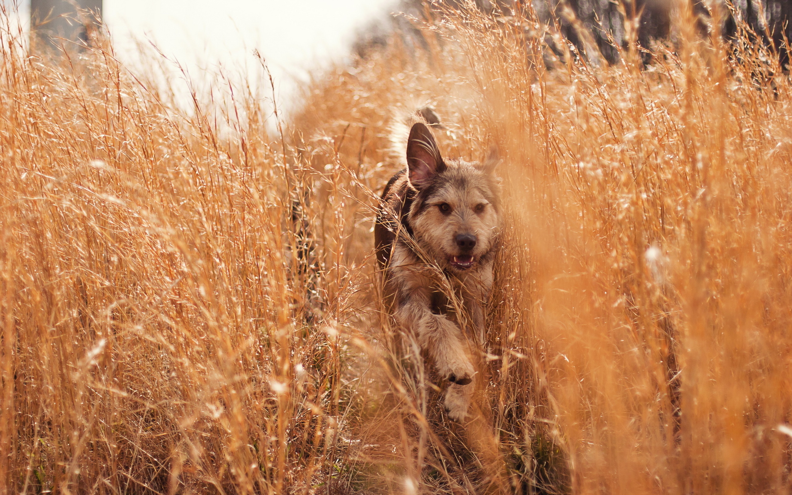 Собака бежит в поле