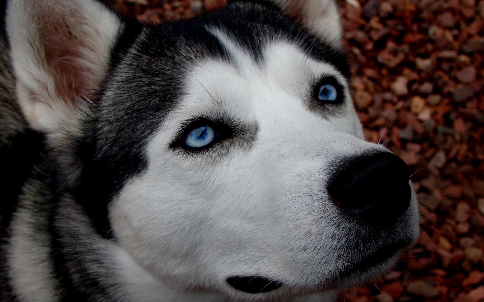 109420壁紙のダウンロード動物, 犬, 発見, むら, ハスキー, ハスカ, 青い目をした, 青い目-スクリーンセーバーと写真を無料で