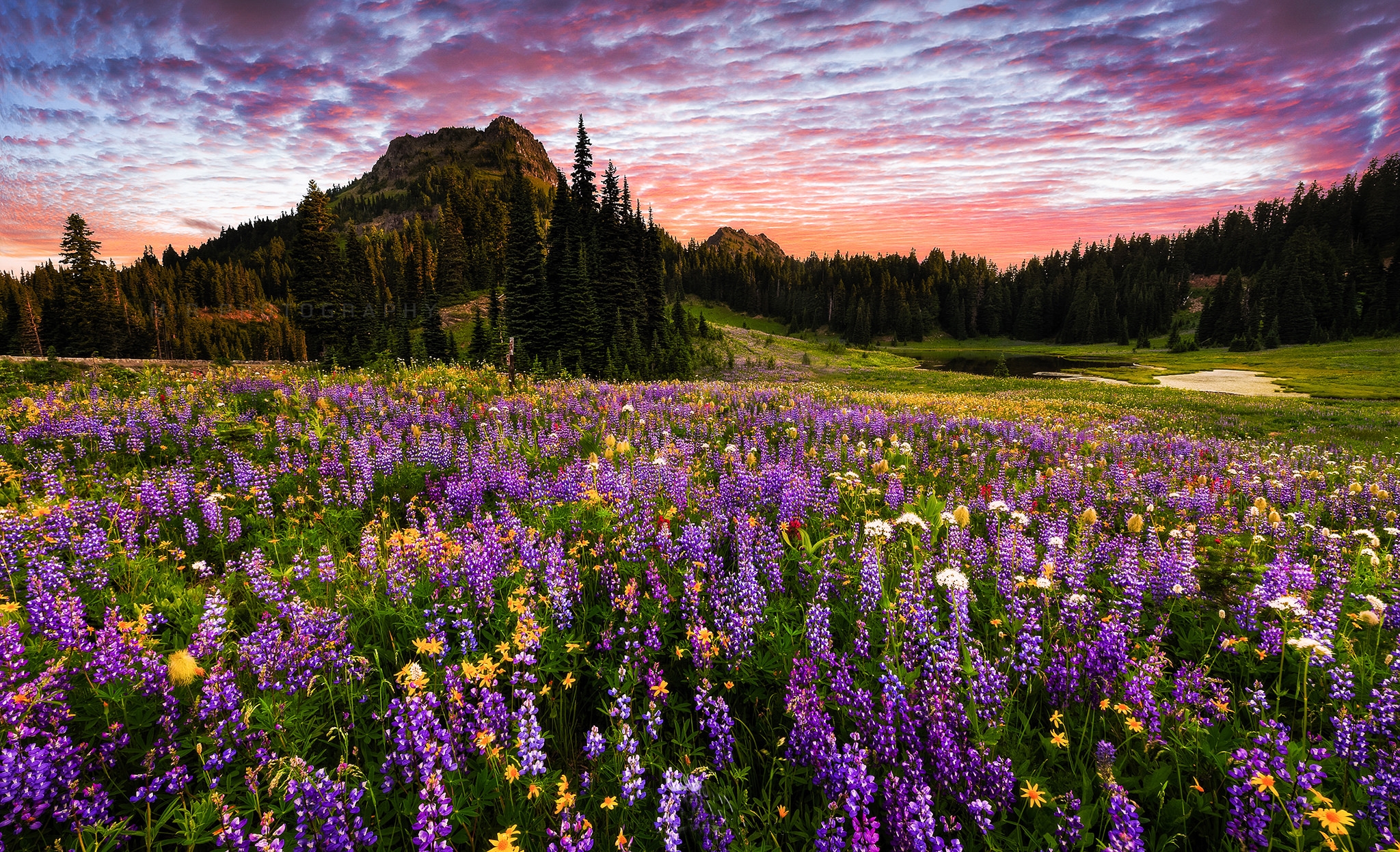 767570壁紙のダウンロード地球, 風景, 花, 森, レーニア山, 山, 紫色の花-スクリーンセーバーと写真を無料で