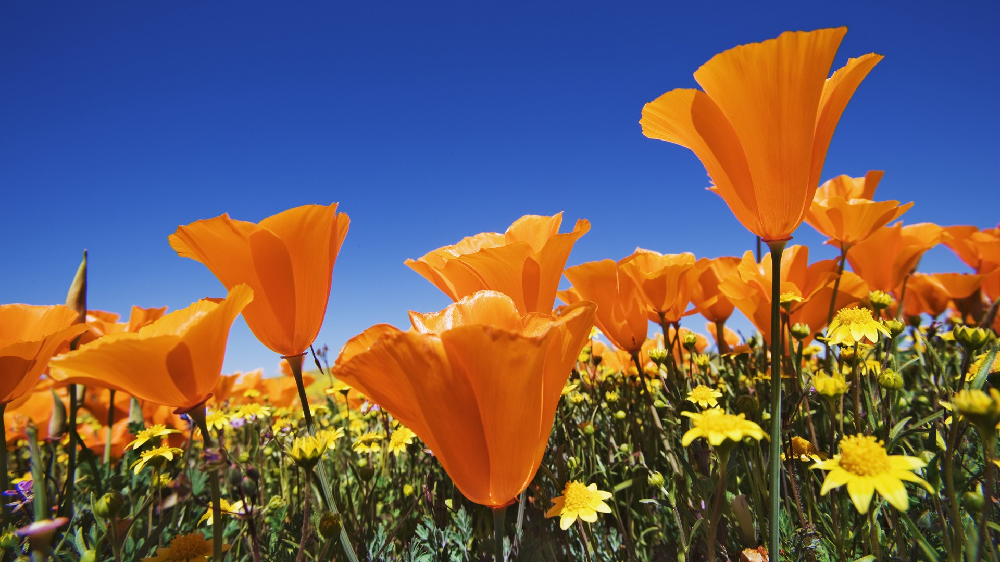 poppy, earth, flower, nature, orange (color), orange flower, flowers