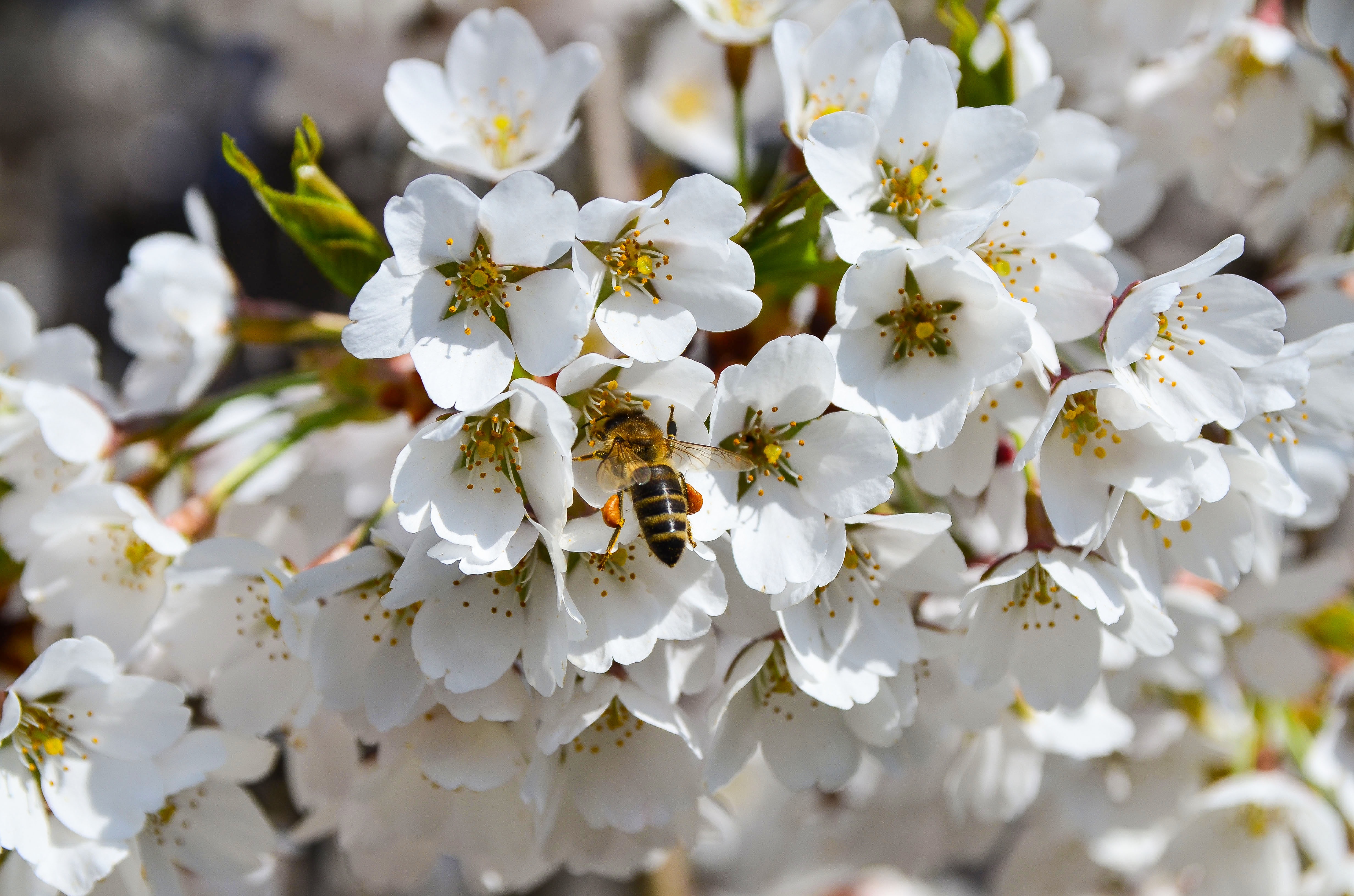spring, macro, bloom, flowering, bee, pollination wallpapers for tablet