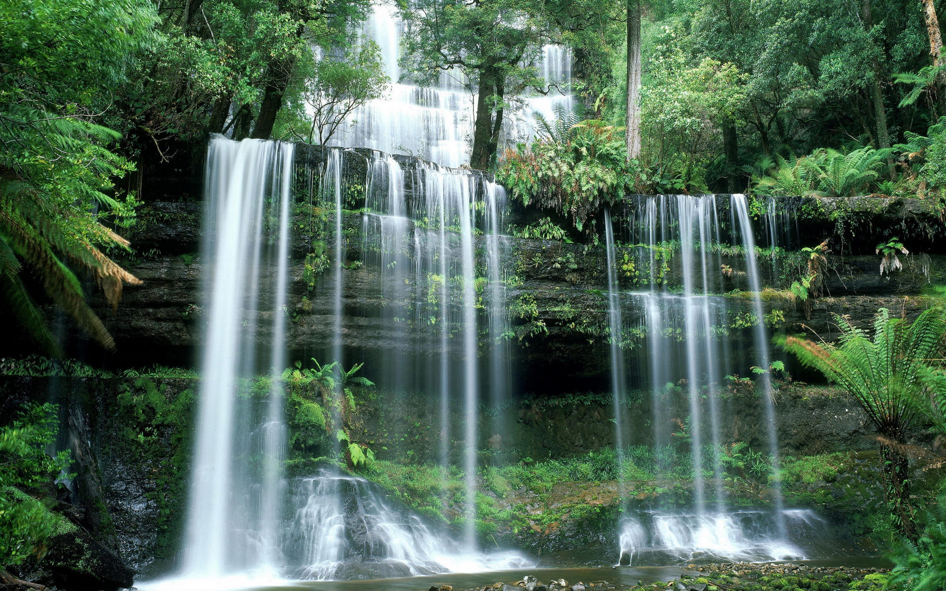 159351 baixar papel de parede terra/natureza, cachoeira, samambaia, verde, tasmânia, árvore, água, cachoeiras - protetores de tela e imagens gratuitamente